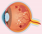 Ijms 23 02591 i006 Ijms 23 02591 i006