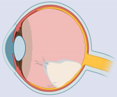 Ijms 23 02591 i008 Ijms 23 02591 i008