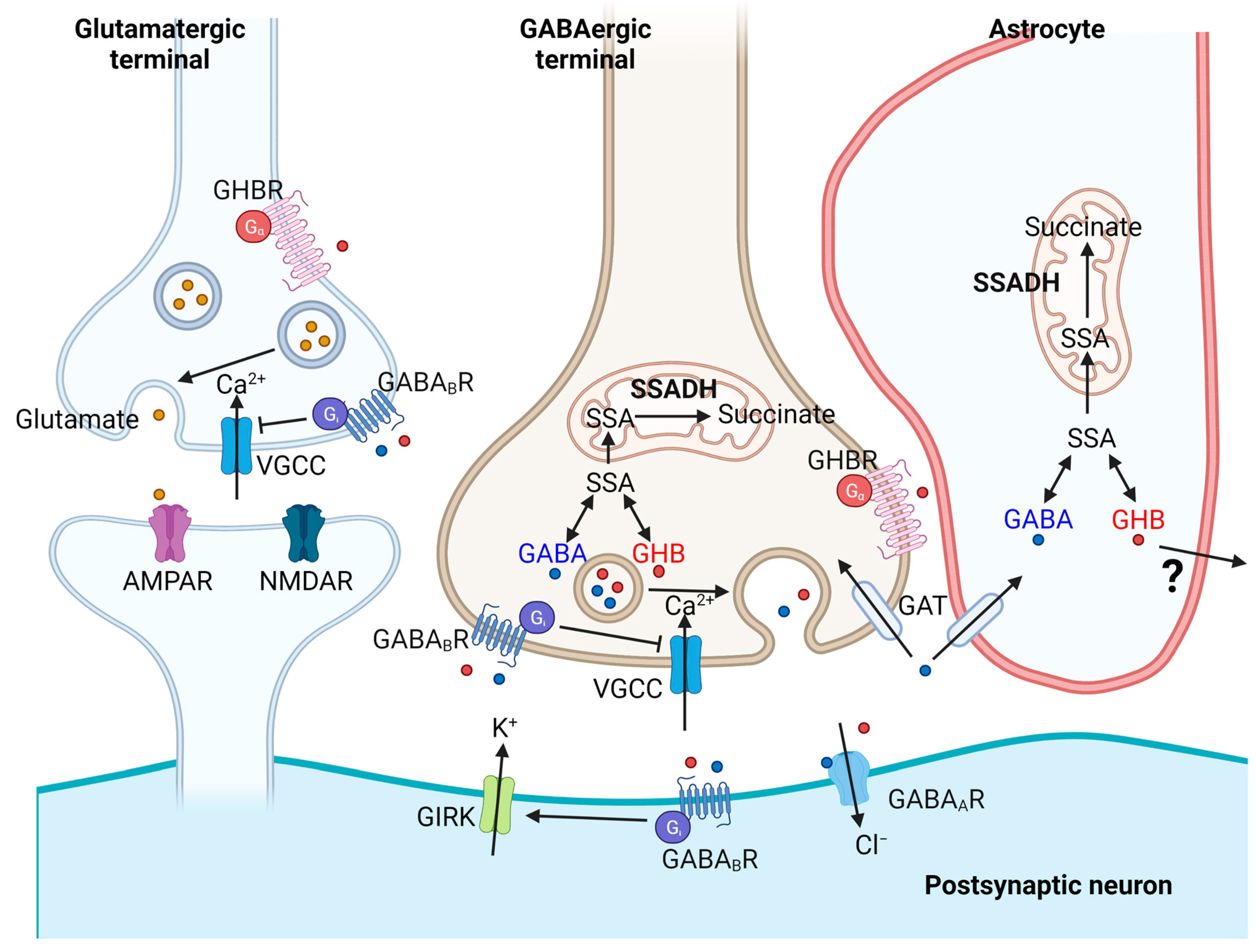 Ijms 23 02606 g003 Ijms 23 02606 g003