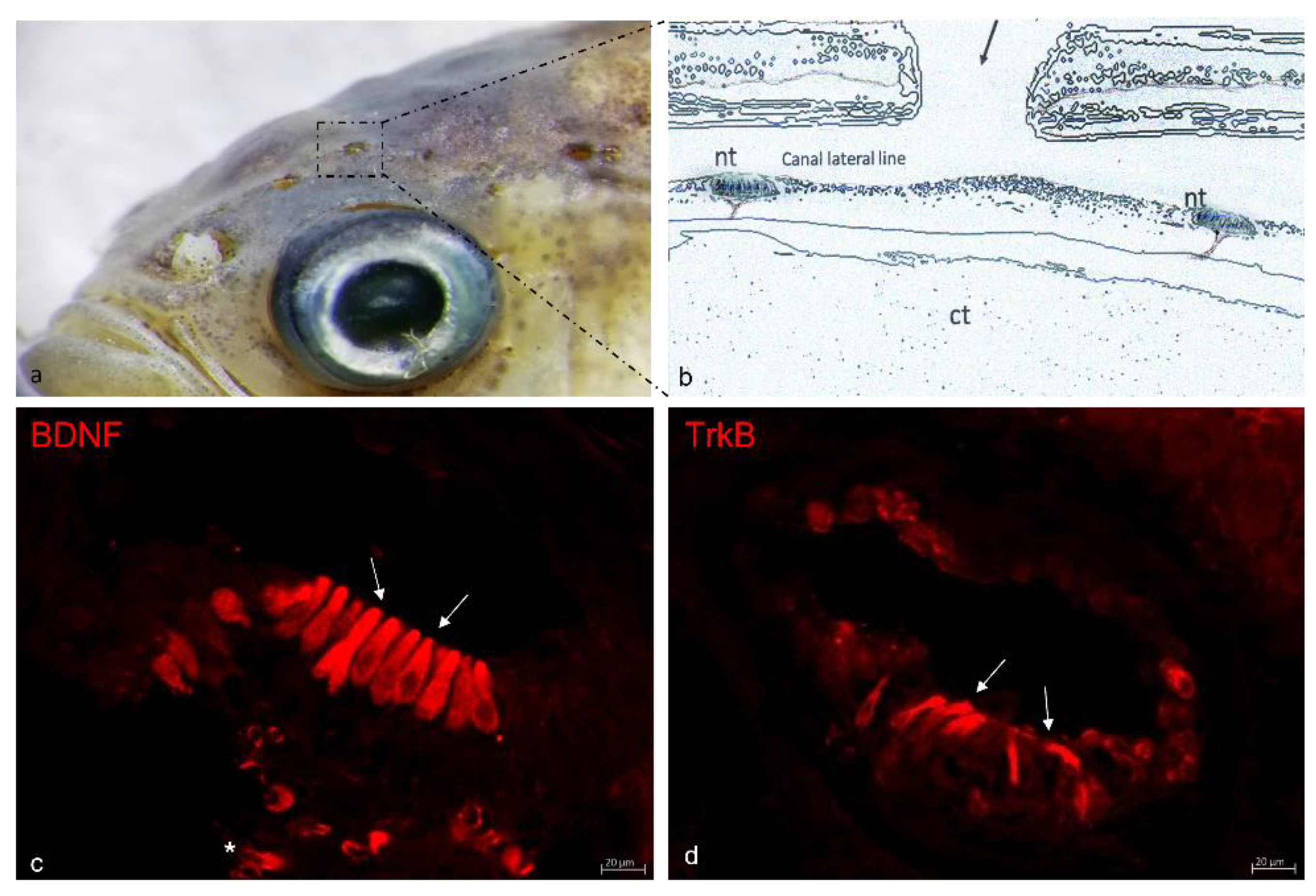 Ijms 23 02621 g001 Ijms 23 02621 g001