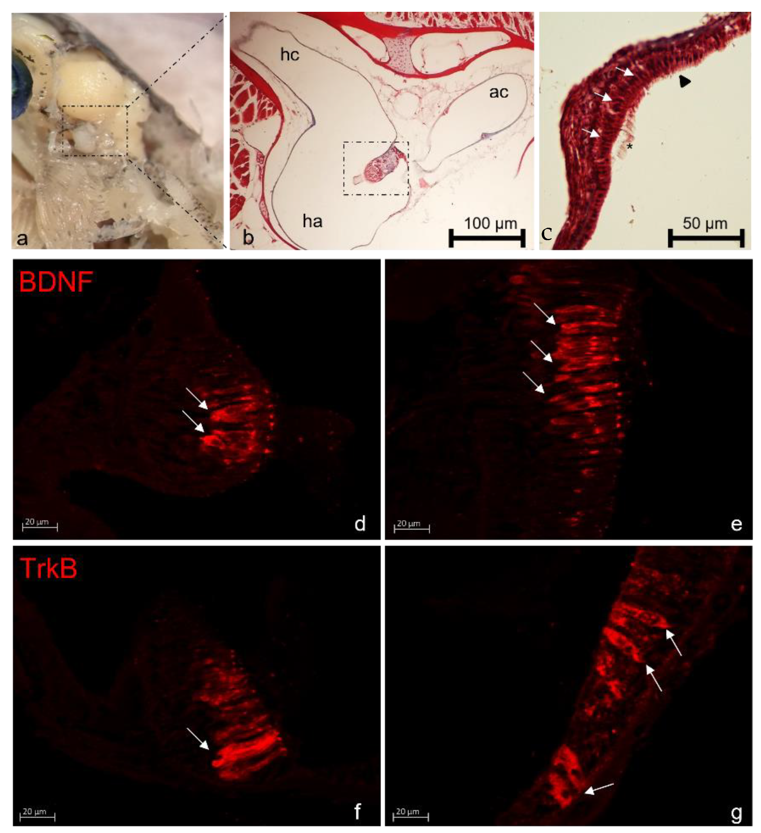 Ijms 23 02621 g002 Ijms 23 02621 g002