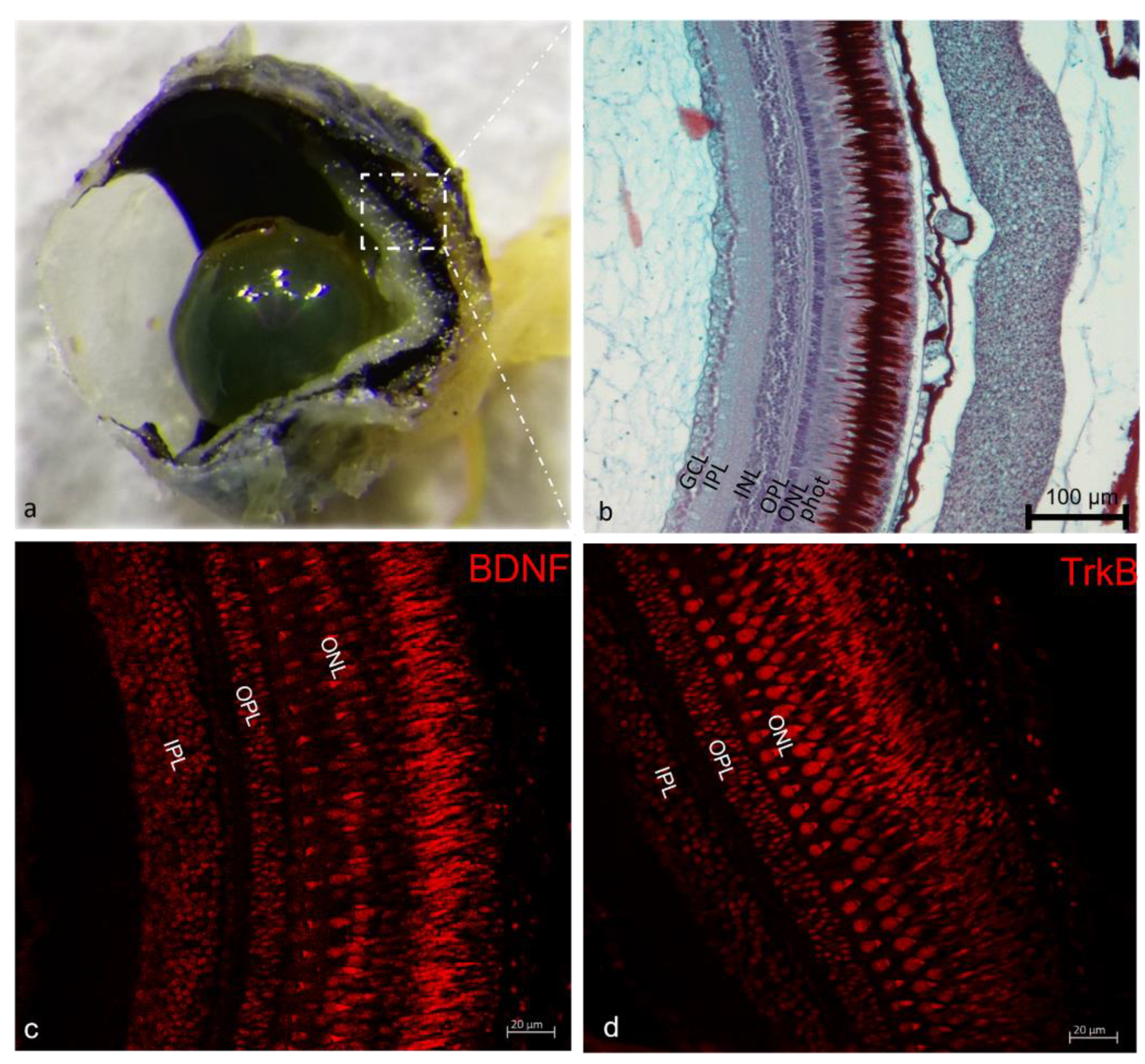 Ijms 23 02621 g003 Ijms 23 02621 g003