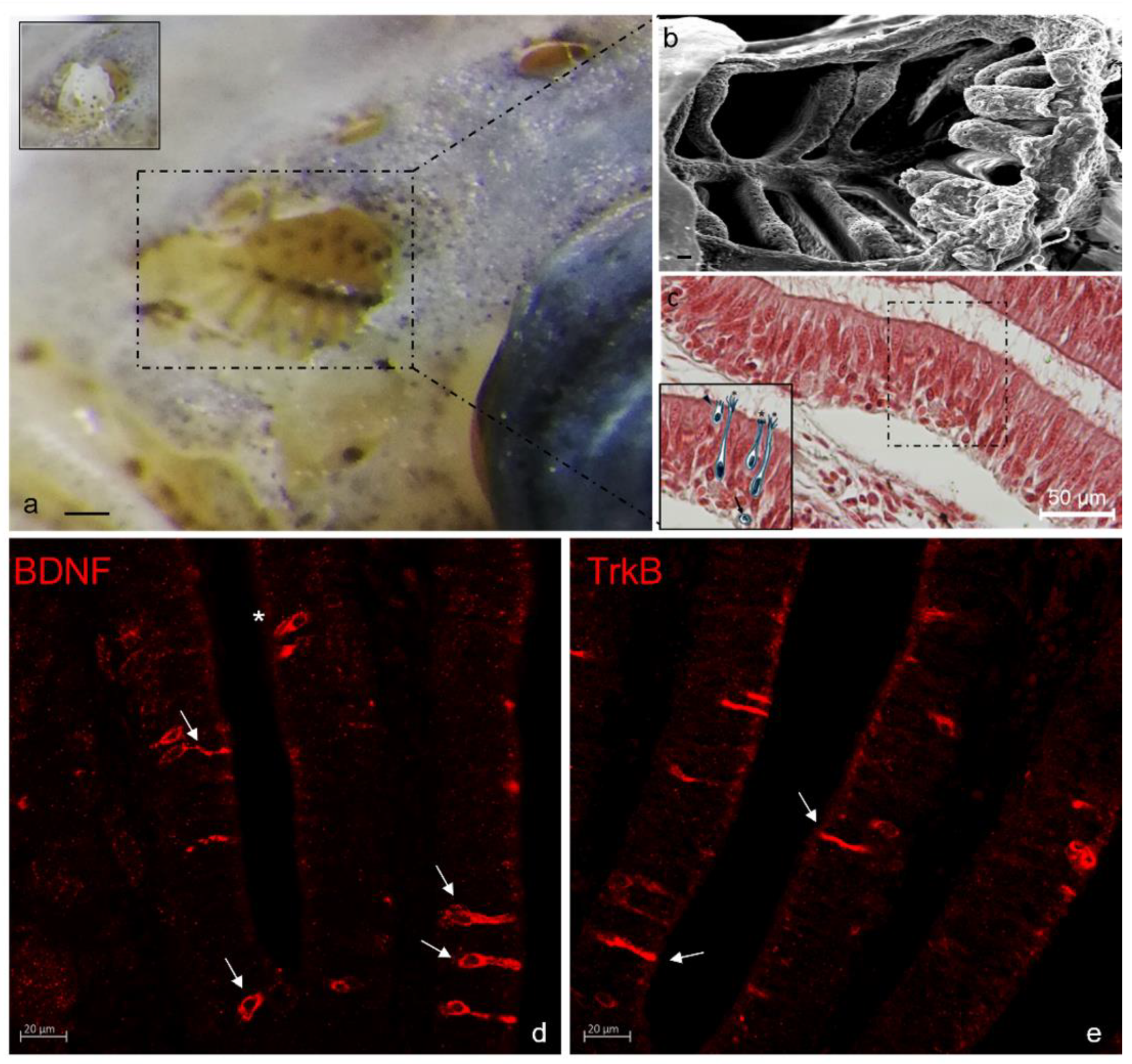 Ijms 23 02621 g004 Ijms 23 02621 g004