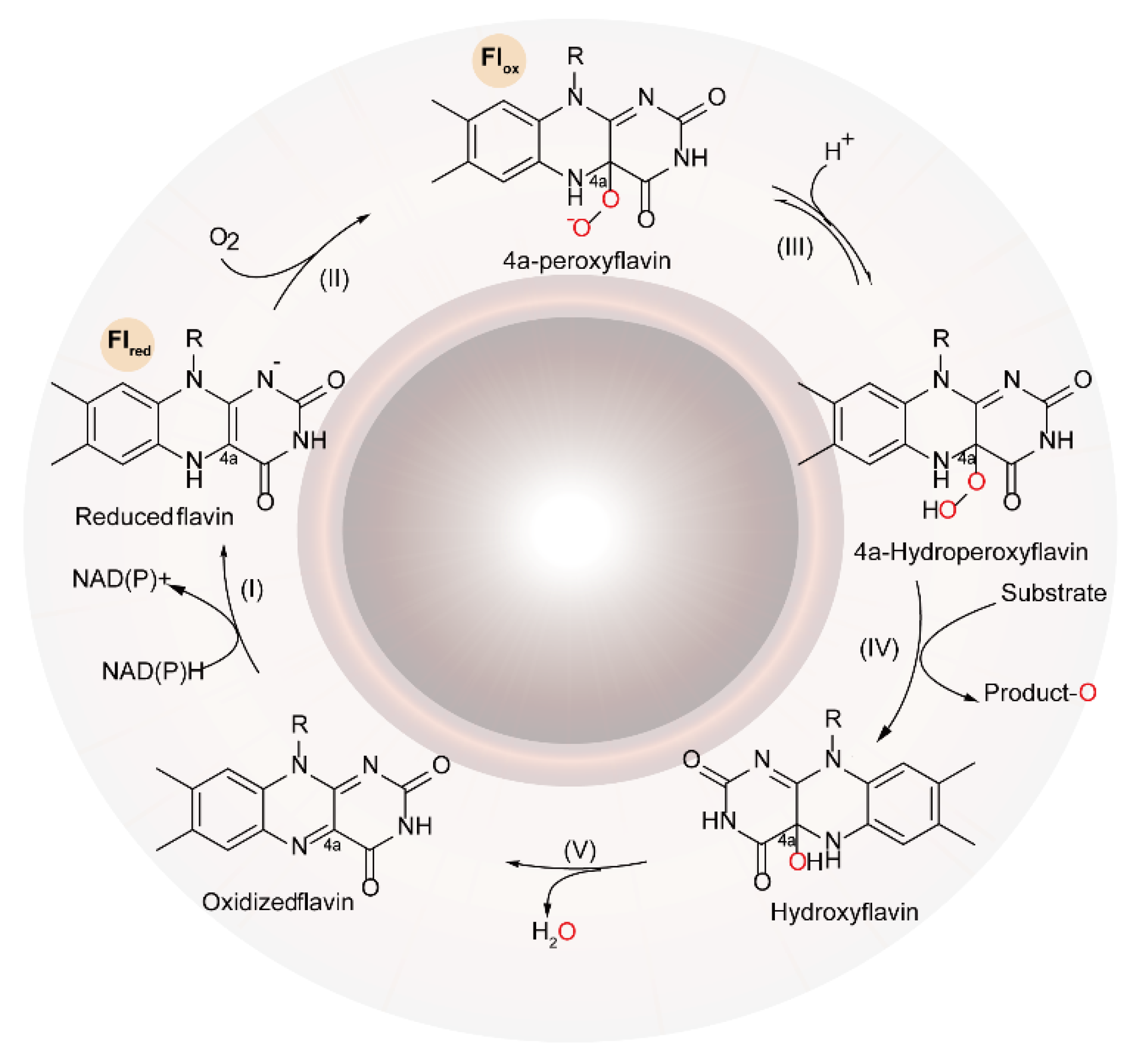 Ijms 23 02622 sch001 Ijms 23 02622 sch001