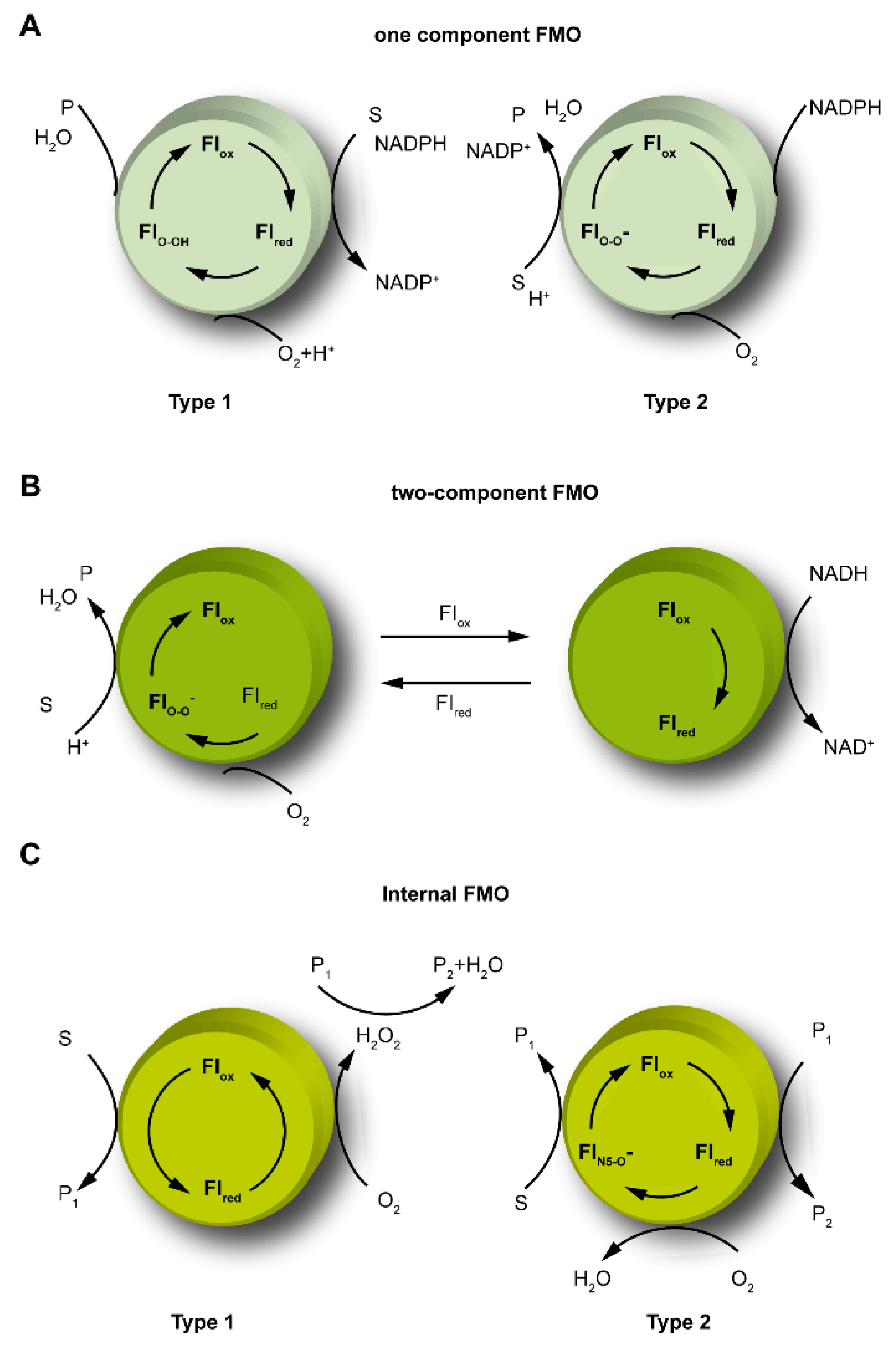 Ijms 23 02622 sch002 Ijms 23 02622 sch002