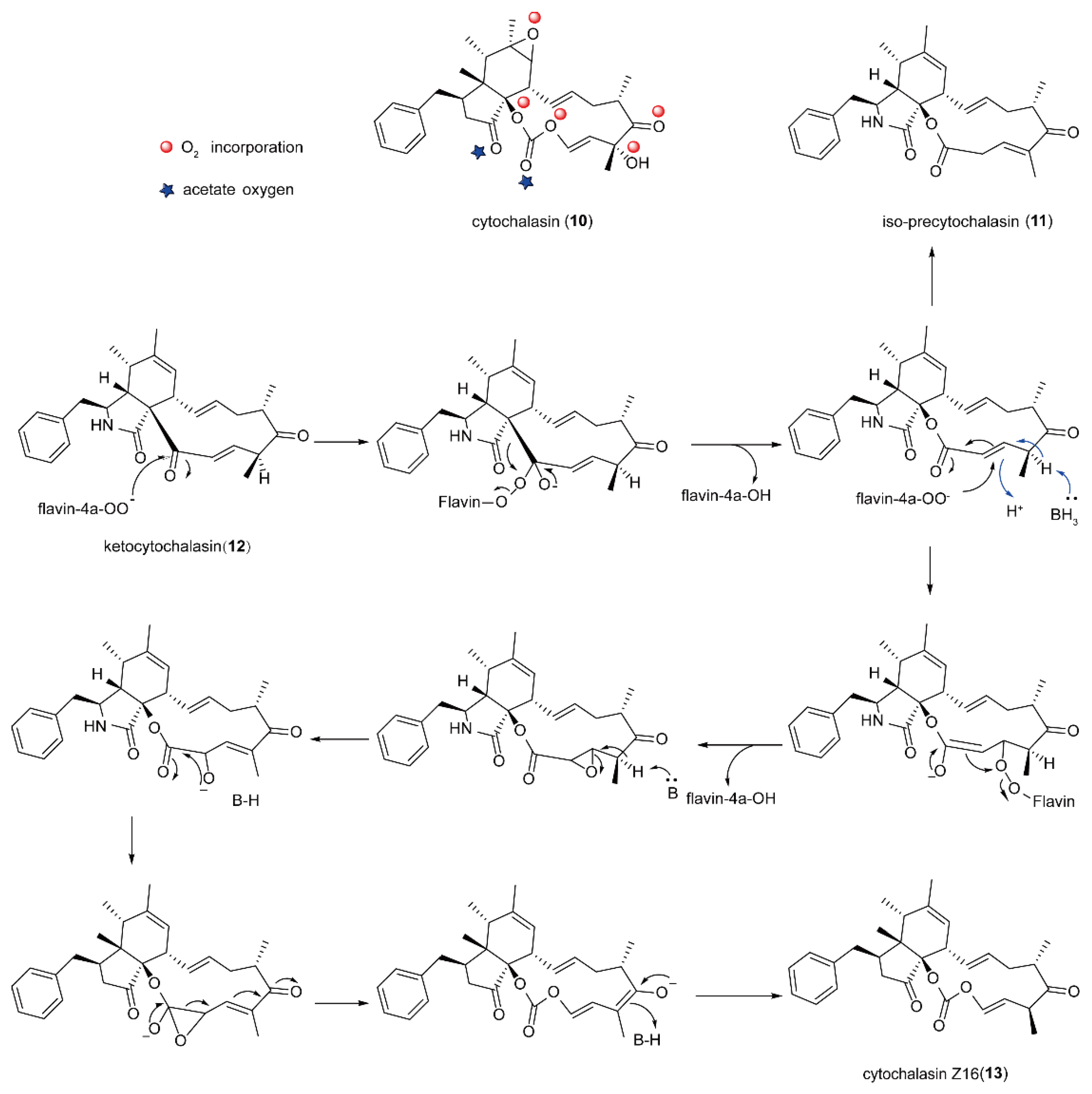 Ijms 23 02622 sch006 Ijms 23 02622 sch006