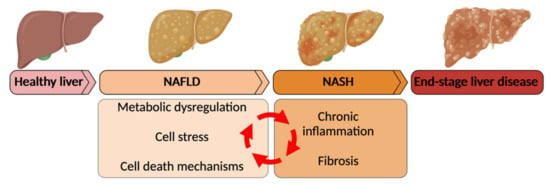 IJMS | Free Full-Text | Nuclear Receptors Linking Metabolism ...