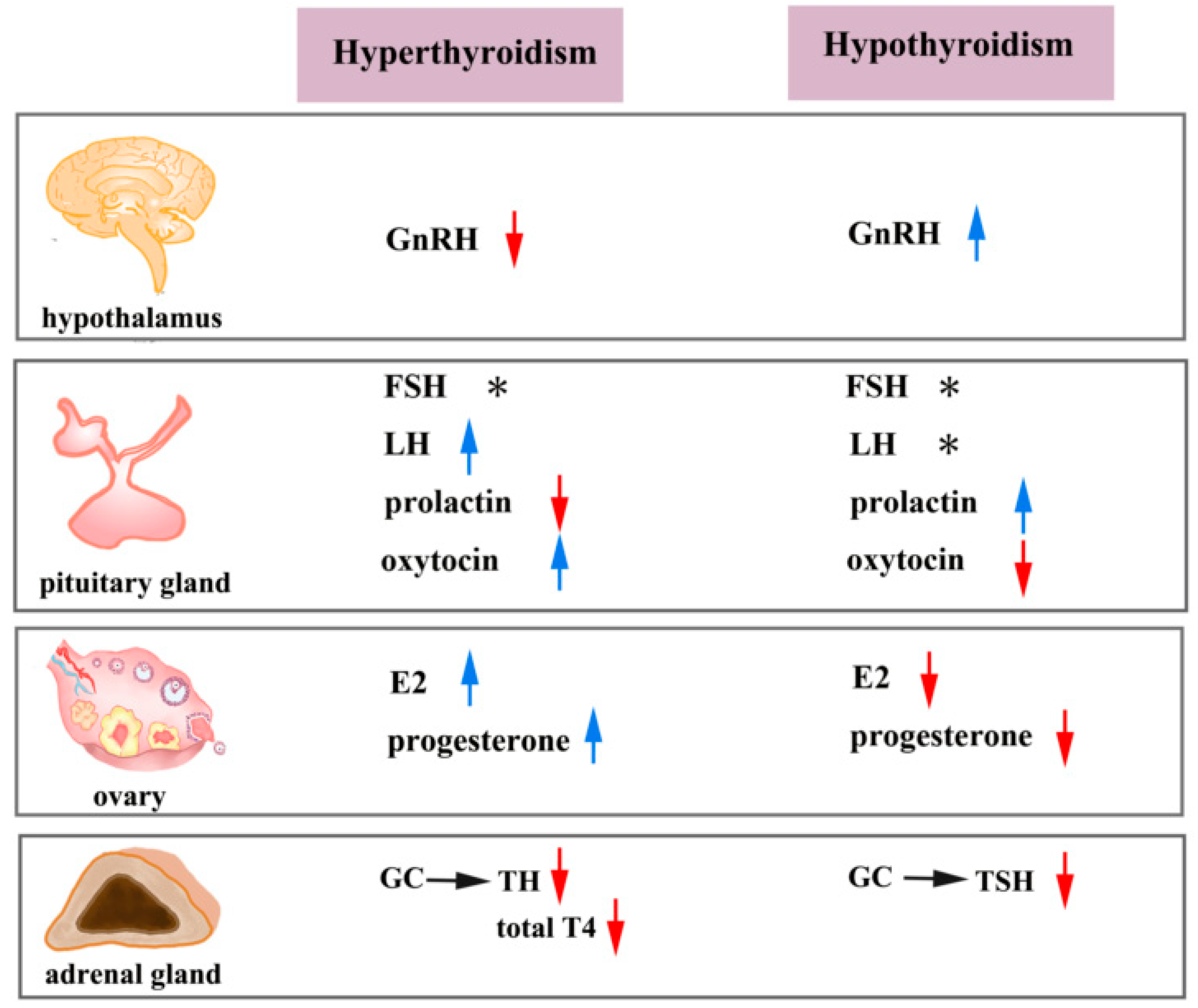 ijms-free-full-text-a-new-perspective-on-thyroid-hormones