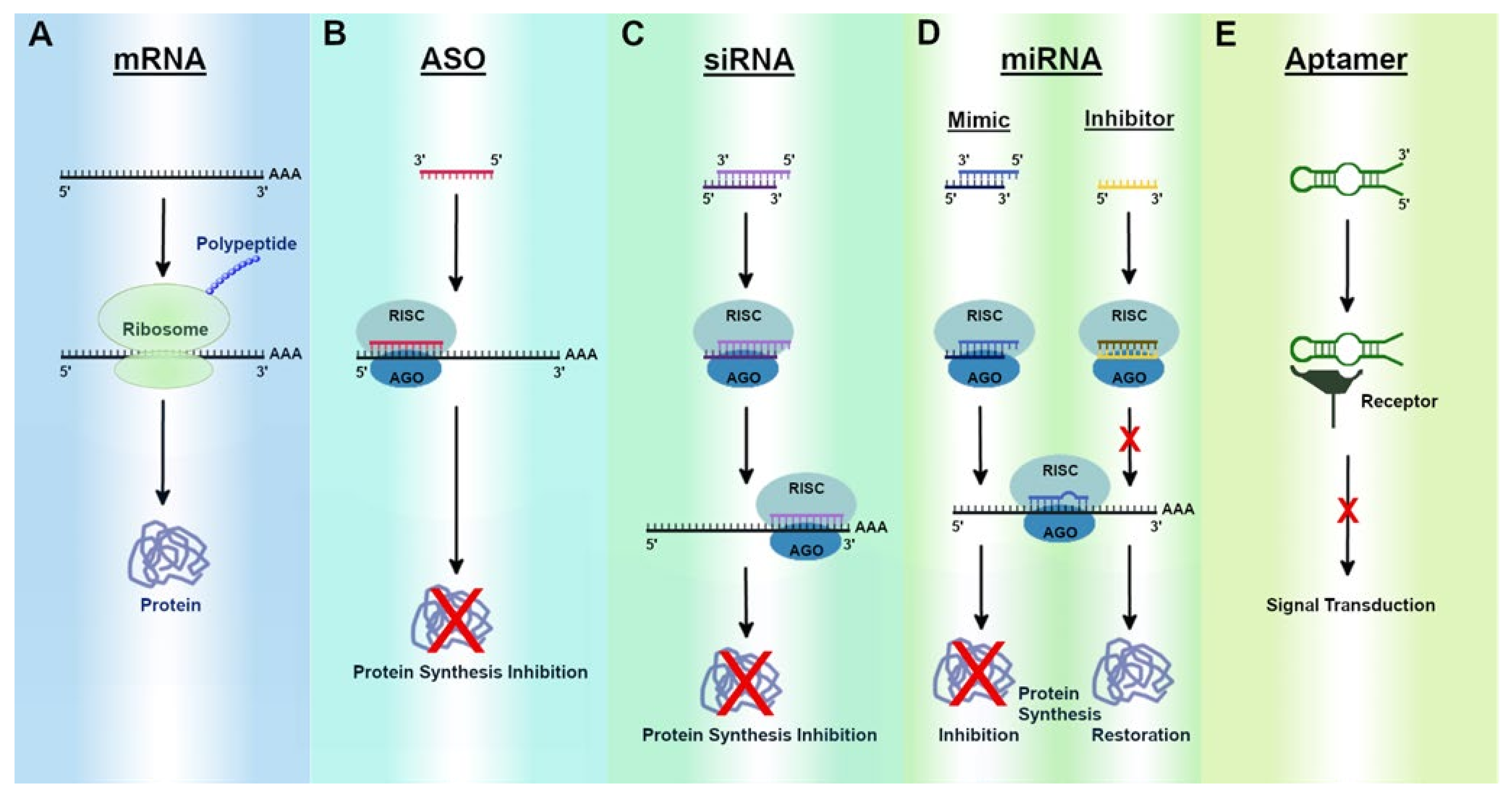 IJMS | Free Full-Text | Current Advances in RNA Therapeutics for Human  Diseases