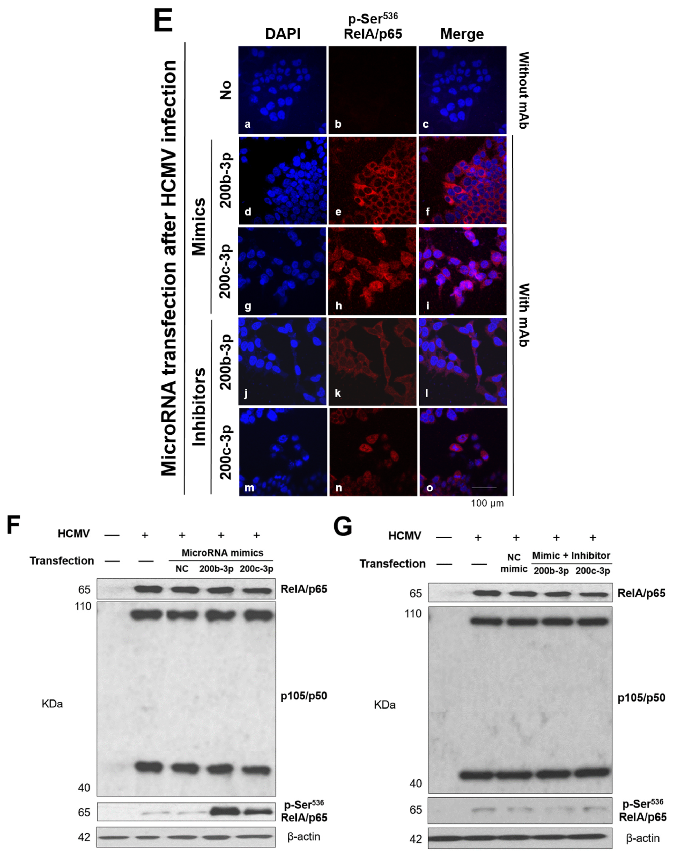Ijms 23 02769 g006b Ijms 23 02769 g006b