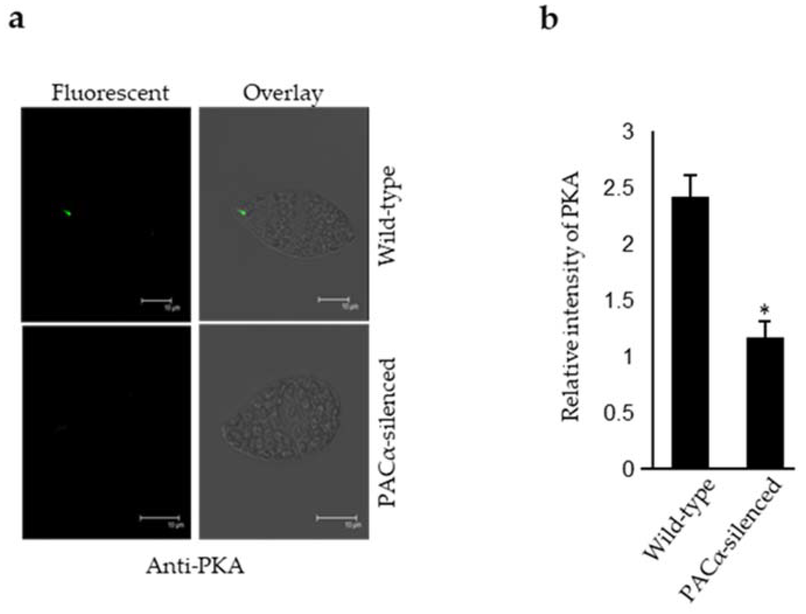 Ijms 23 02776 g003 Ijms 23 02776 g003