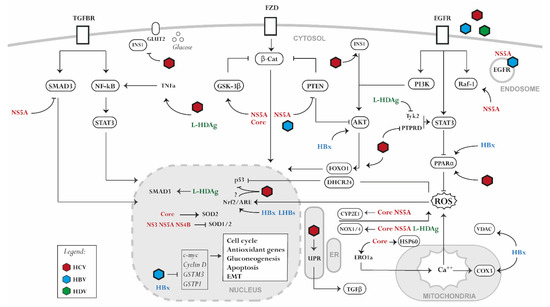 IJMS | Free Full-Text | Signaling Induced by Chronic Viral 
