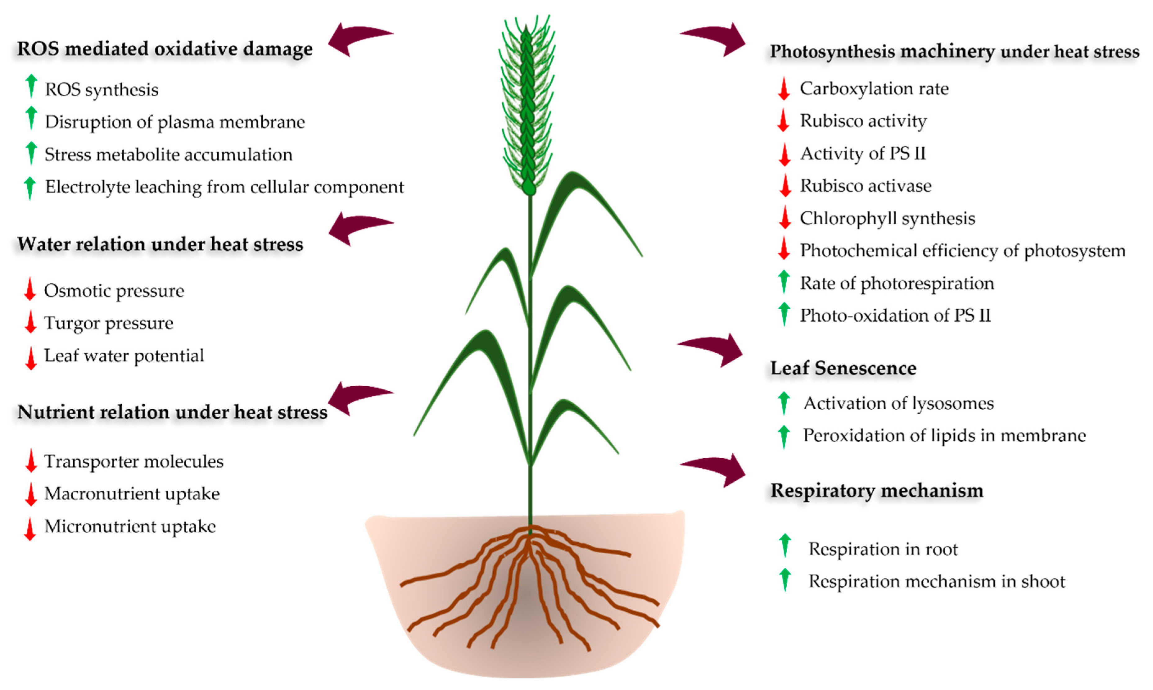 Leaf rust resistance genes wheat фото 104