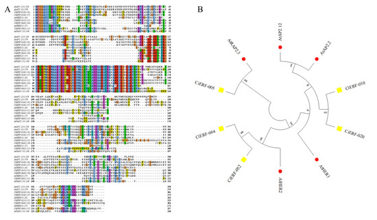 Ijms Free Full Text Genome Wide Identification Characterization And Expression Profiling 3455