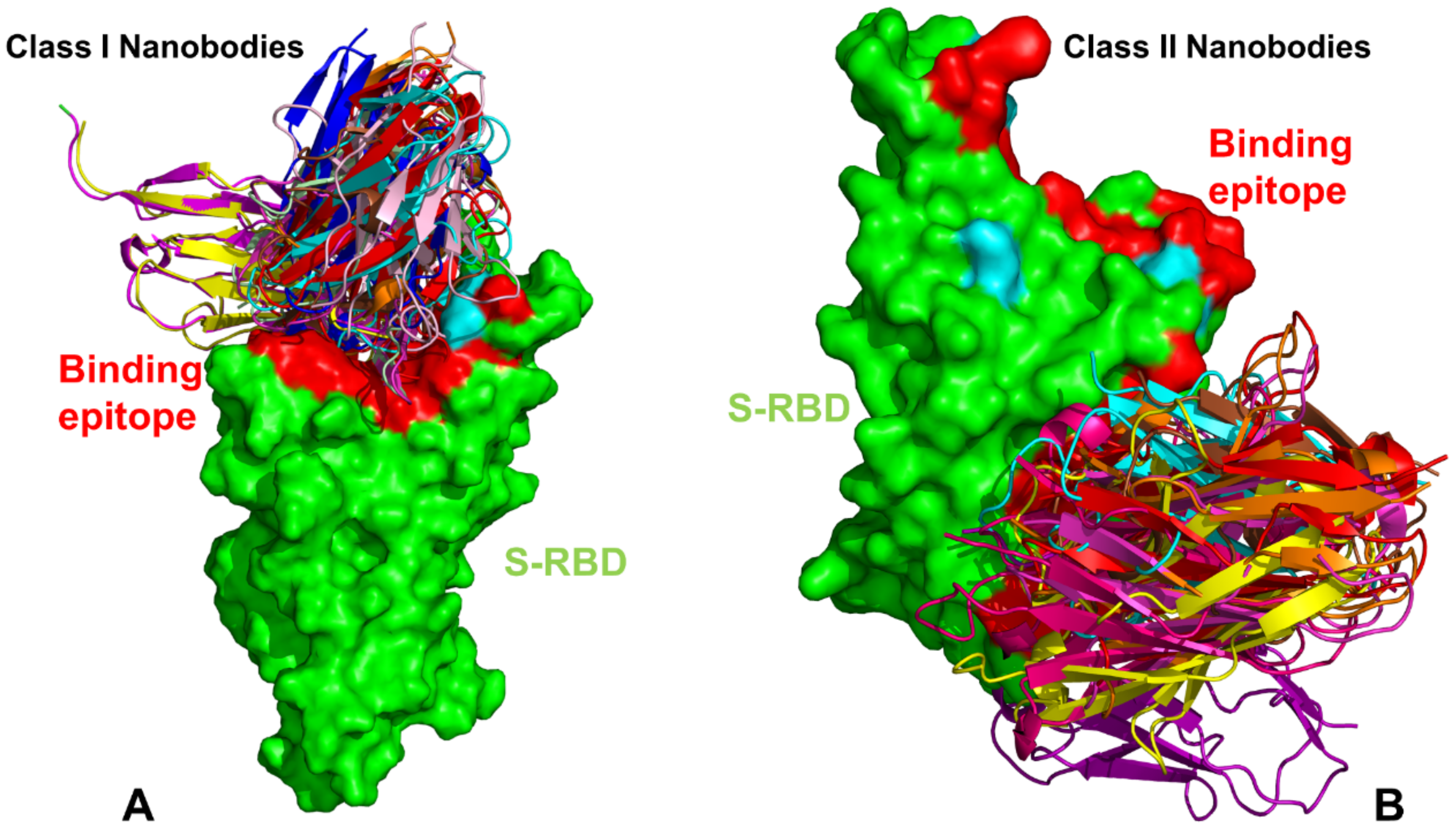 Atomistic Simulations and In Silico Mutational Profiling of Protein  Stability and Binding in the SARS-CoV-2 Spike Protein Complexes with  Nanobodies: Molecular Determinants of Mutational Escape Mechanisms