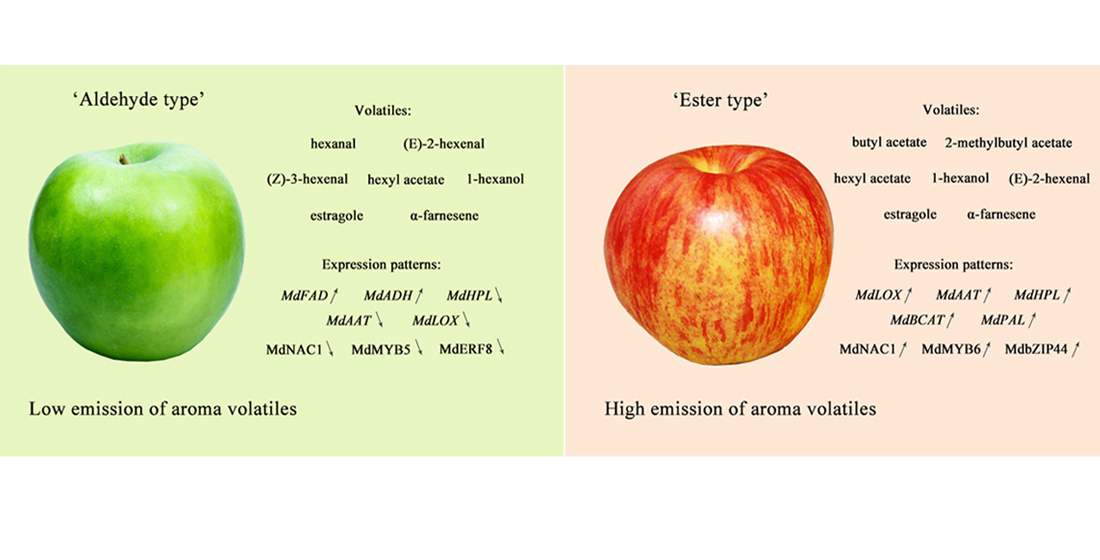 IJMS | Free Full-Text | GC-MS Metabolite and Transcriptome Analyses Reveal  the Differences of Volatile Synthesis and Gene Expression Profiling between  Two Apple Varieties | HTML