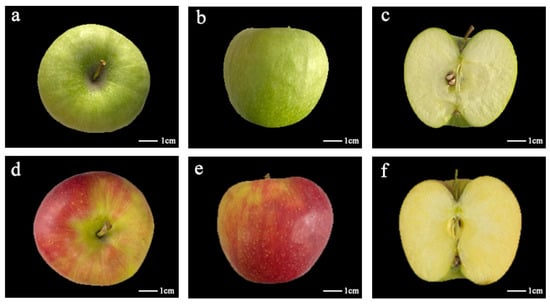 Granny Smith Apple – Determining Ripeness