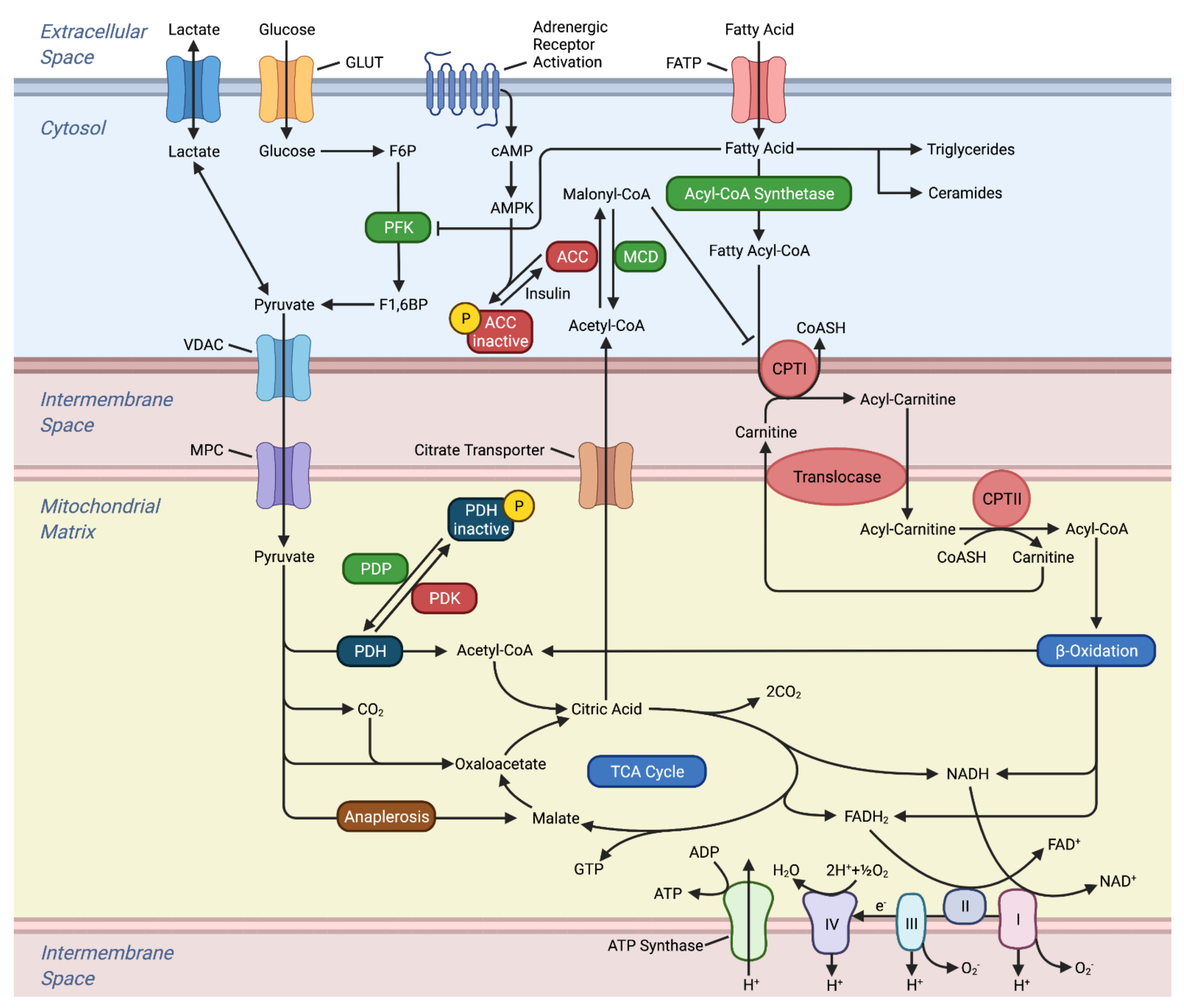Ijms 23 02960 g001 Ijms 23 02960 g001