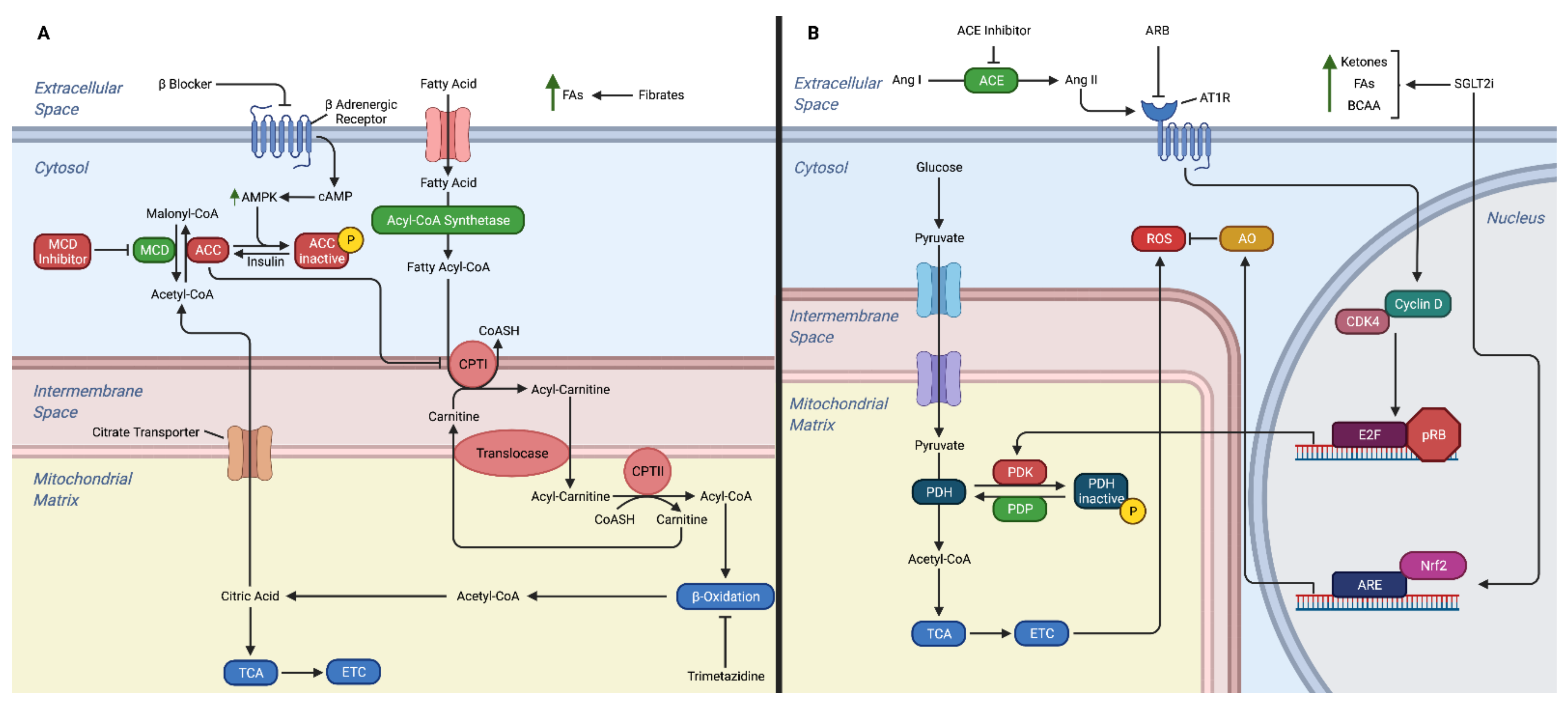 Ijms 23 02960 g002 Ijms 23 02960 g002