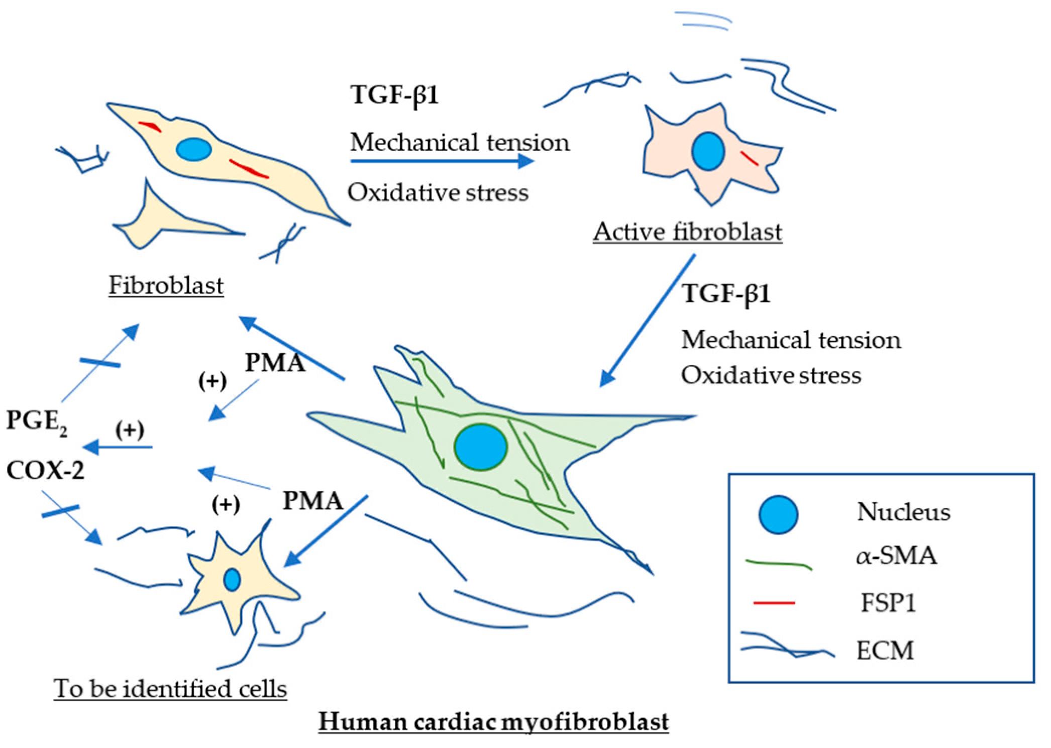 Ijms 23 03023 g005 Ijms 23 03023 g005