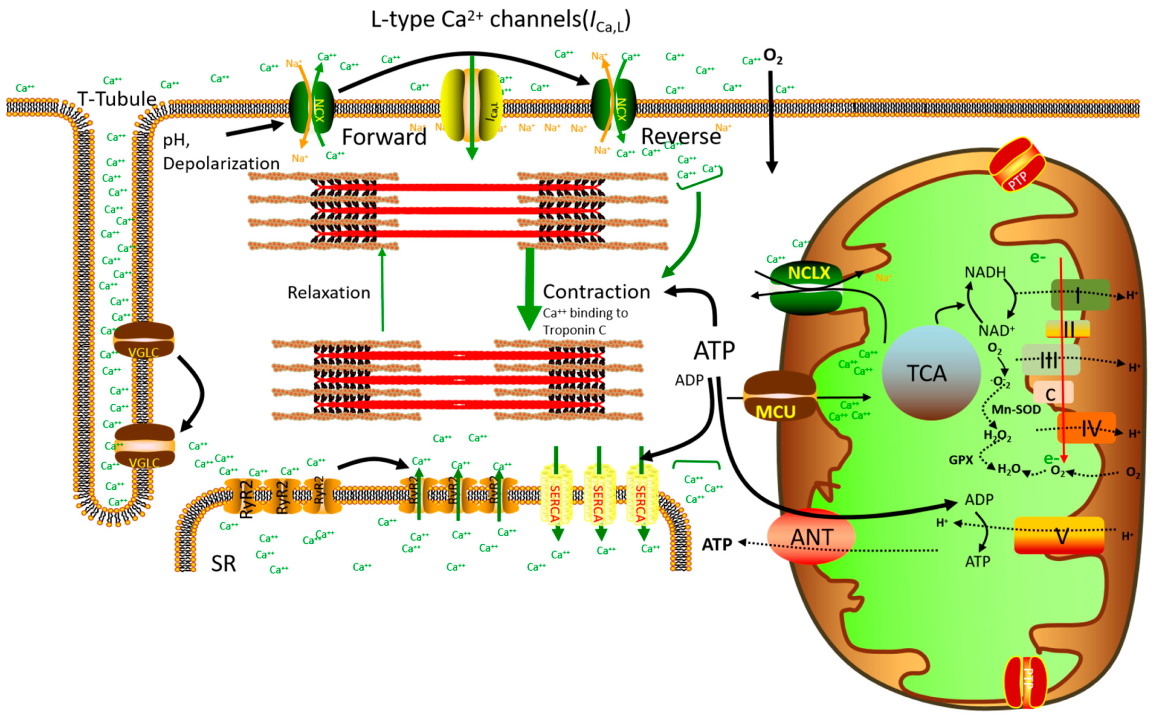 IJMS | Free Full-Text | Mitochondrial Ca2+ Homeostasis: Emerging Roles and  Clinical Significance in Cardiac Remodeling