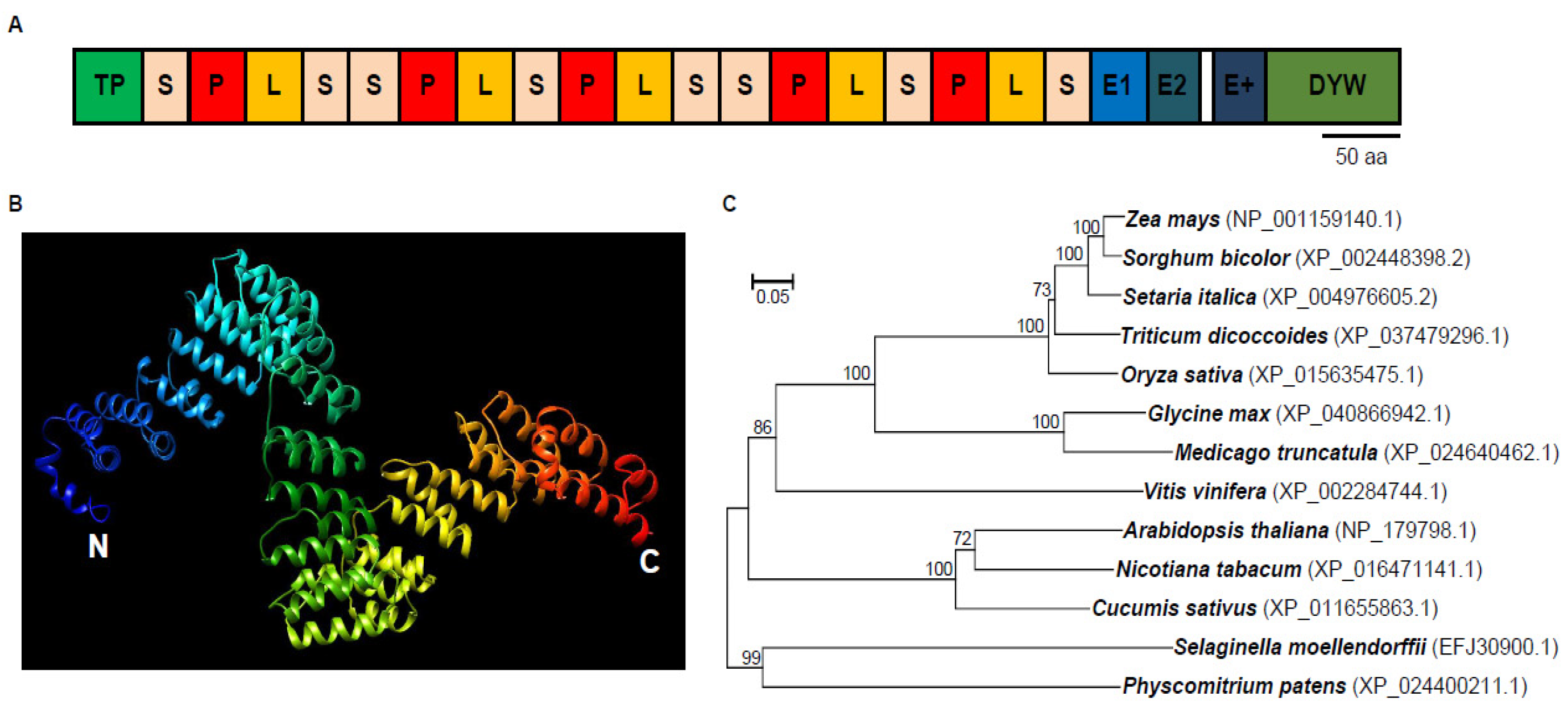 An artificial PPR scaffold for programmable RNA recognition