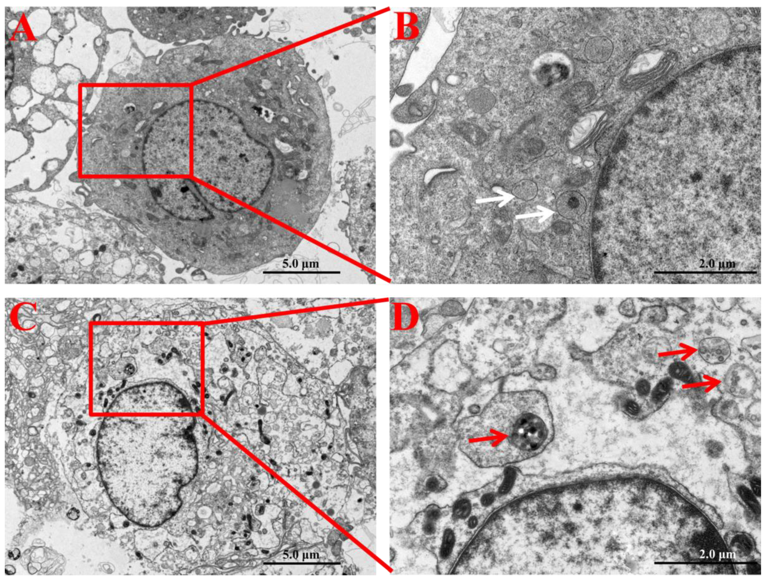 Ijms 23 03104 g002 Ijms 23 03104 g002