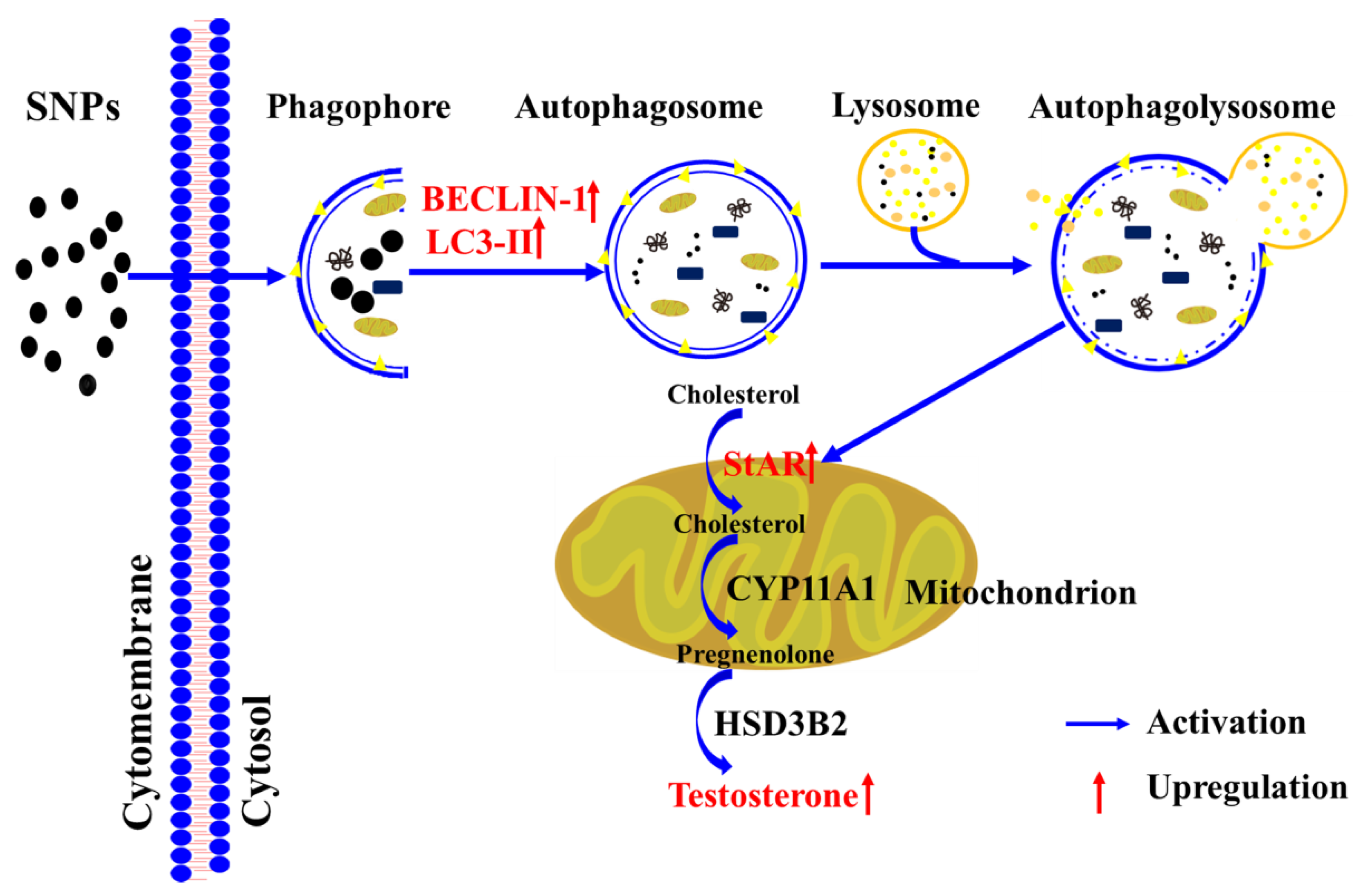 Ijms 23 03104 g008 Ijms 23 03104 g008