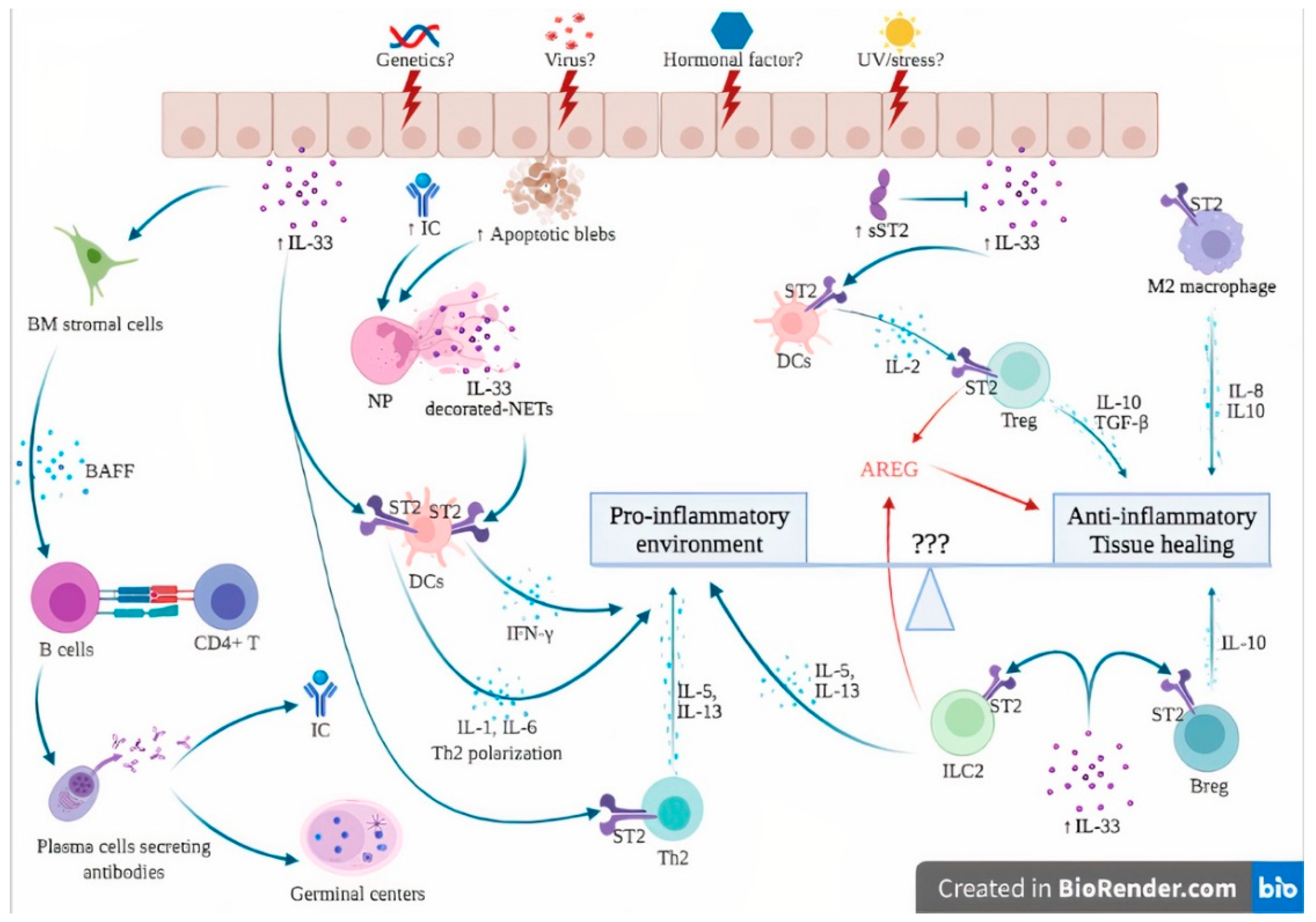 IJMS | Free Full-Text | Involvement of IL-33 in the Pathophysiology of ...