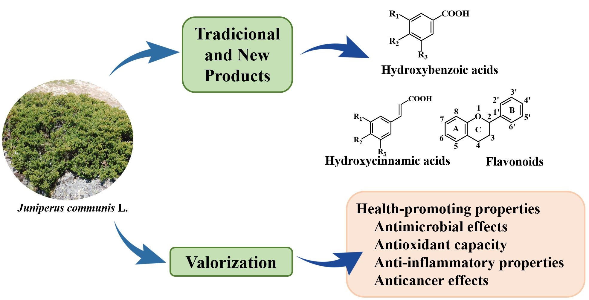 IJMS | Free Full-Text | Zimbro (Juniperus communis L.) as a Promising  Source of Bioactive Compounds and Biomedical Activities: A Review on Recent  Trends
