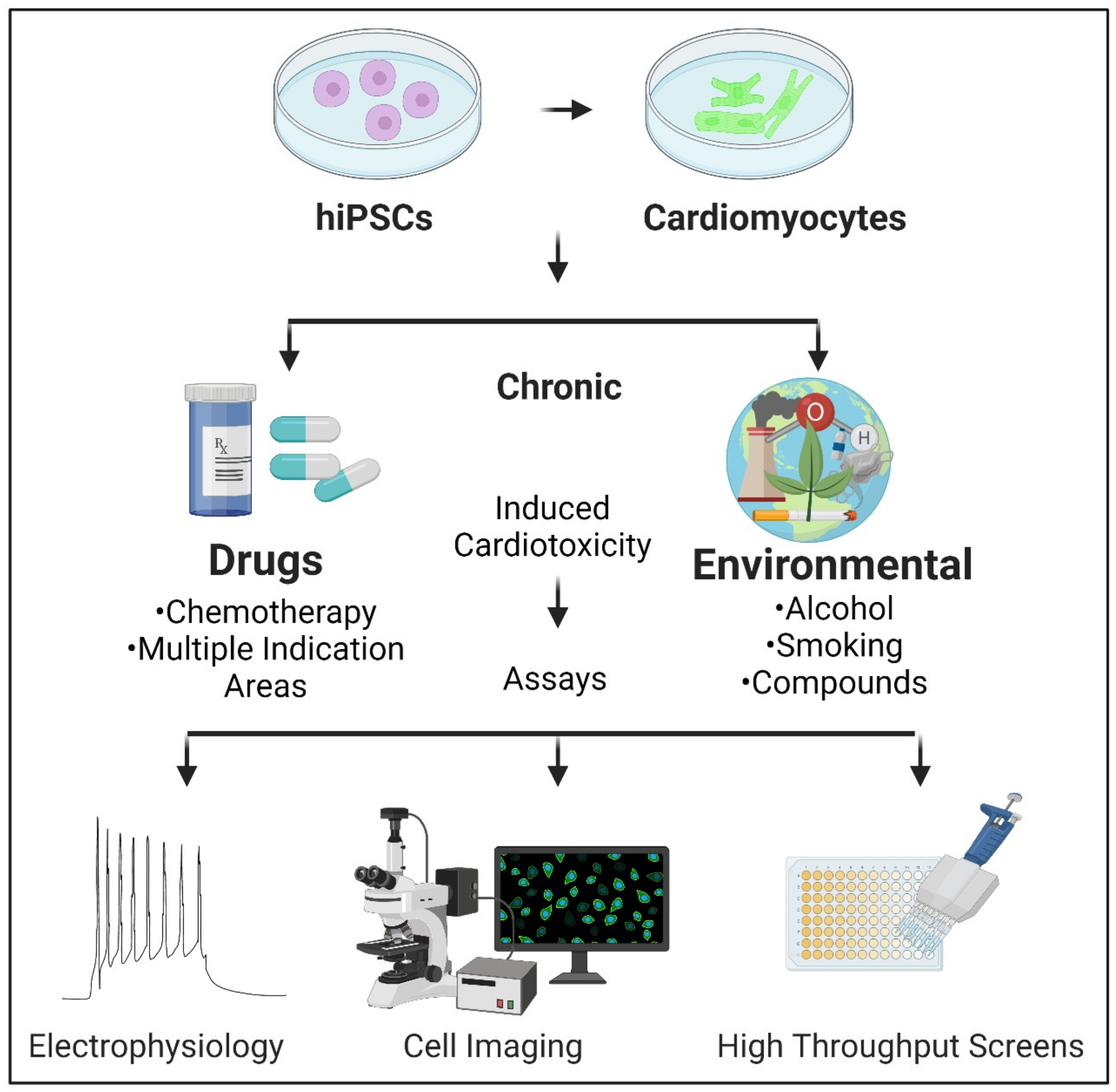 Ijms Free Full Text Chronic Cardiotoxicity Assays Using Human