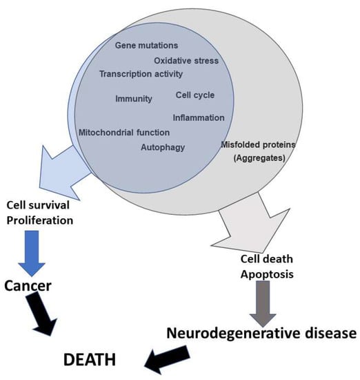 IJMS | Free Full-Text | Oncogenic Pathways in Neurodegenerative