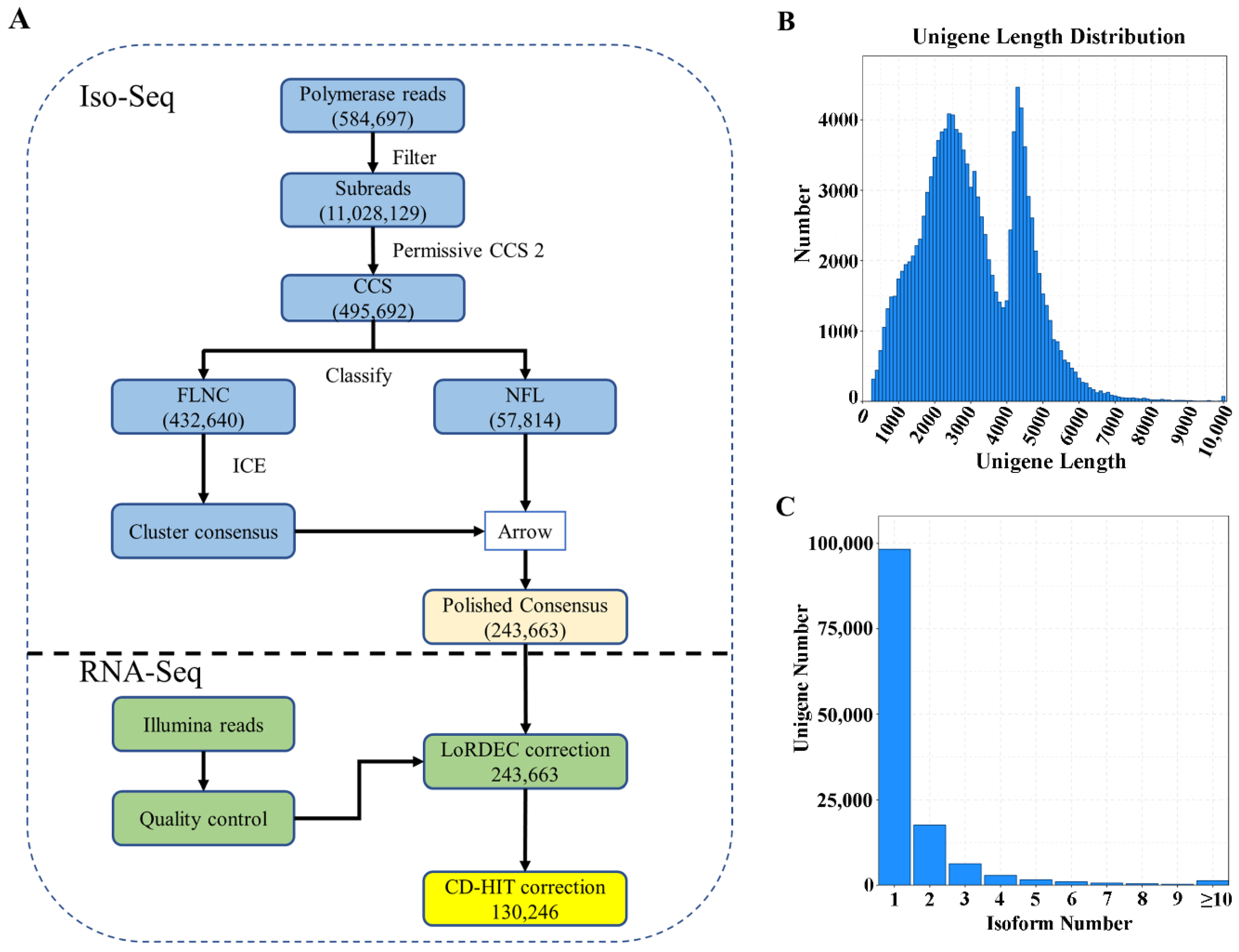 IJMS | Free Full-Text | Full-Length Transcriptome and RNA-Seq