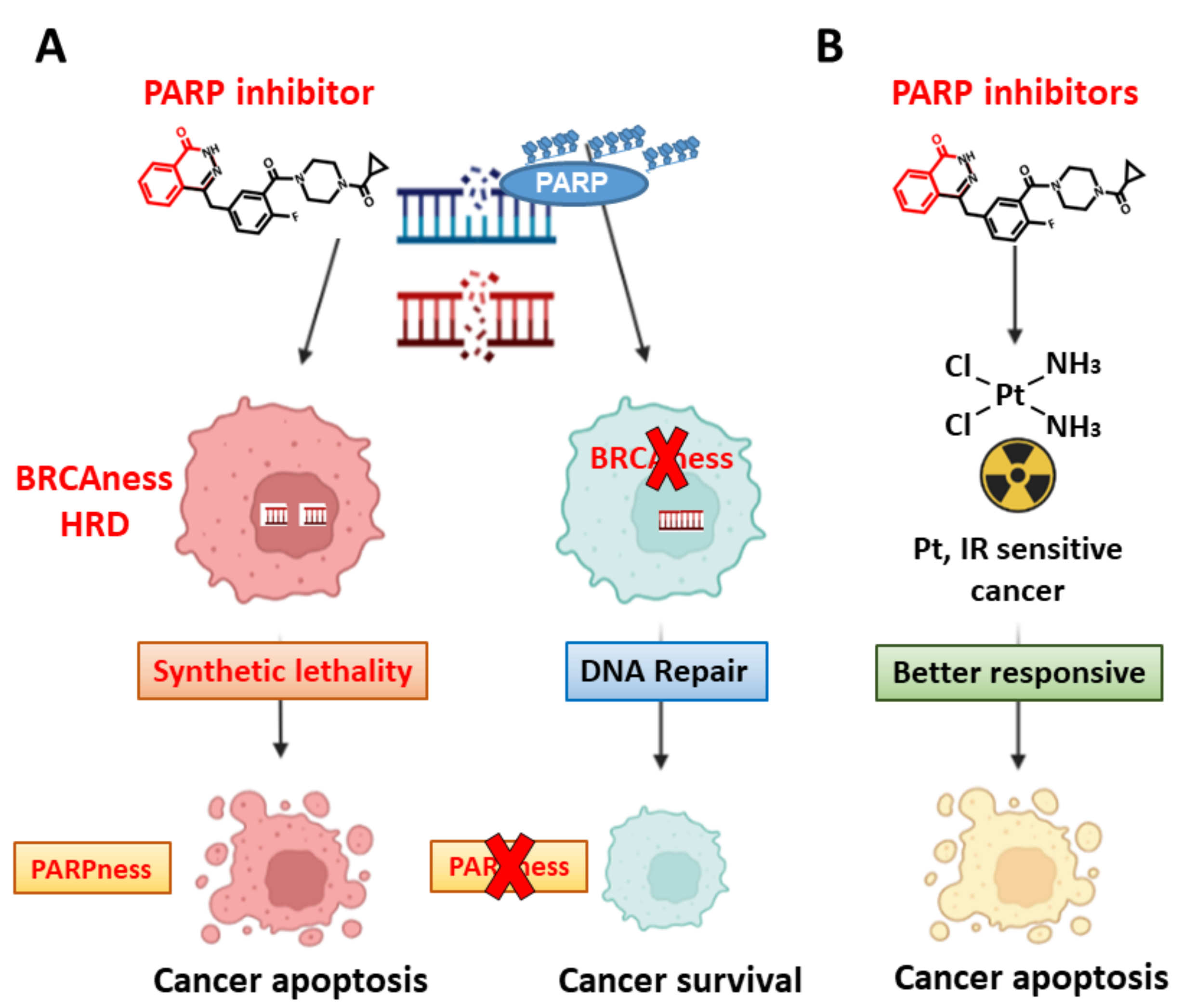 Ijms 23 03238 g003 Ijms 23 03238 g003