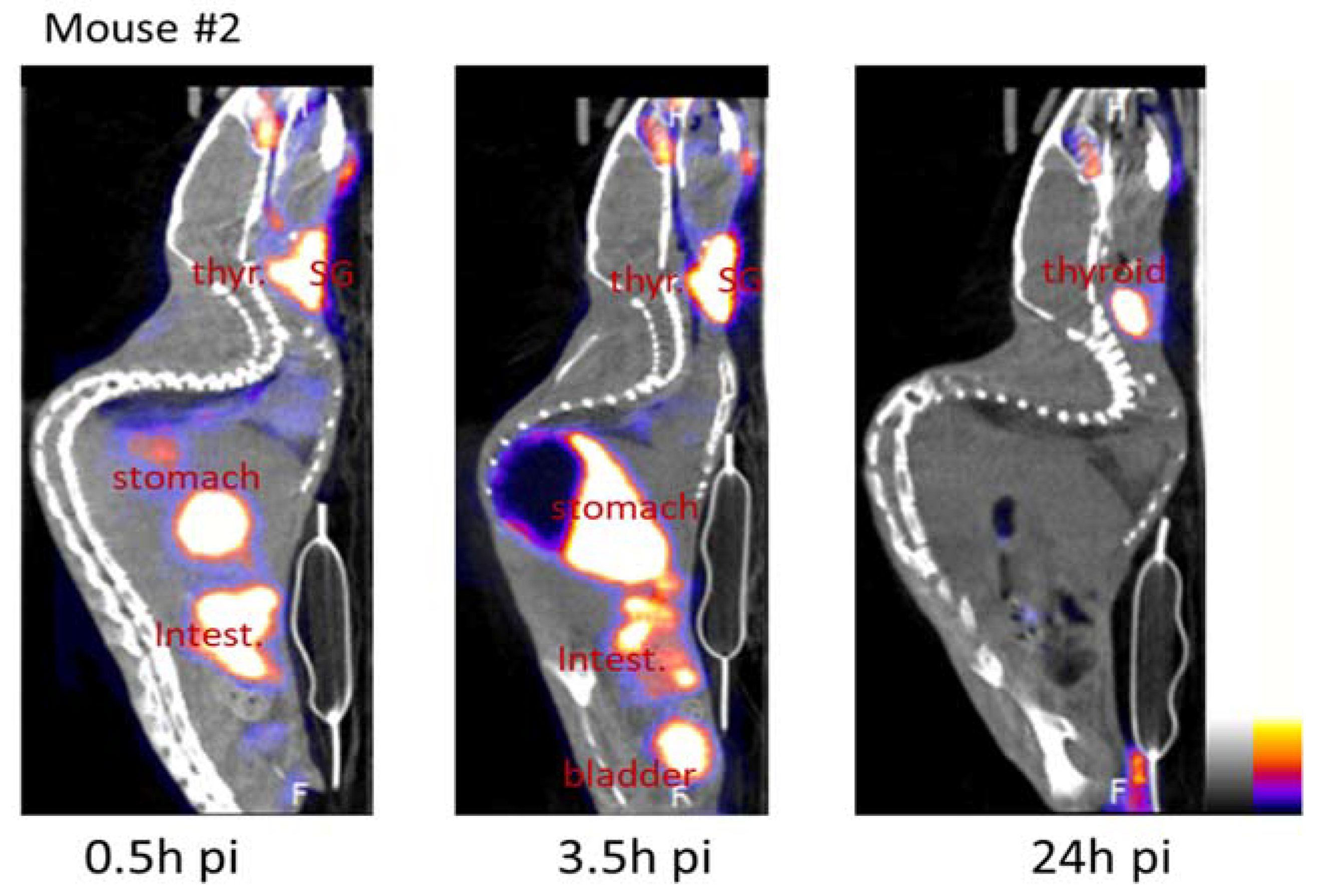 Ijms 23 03254 g005 Ijms 23 03254 g005