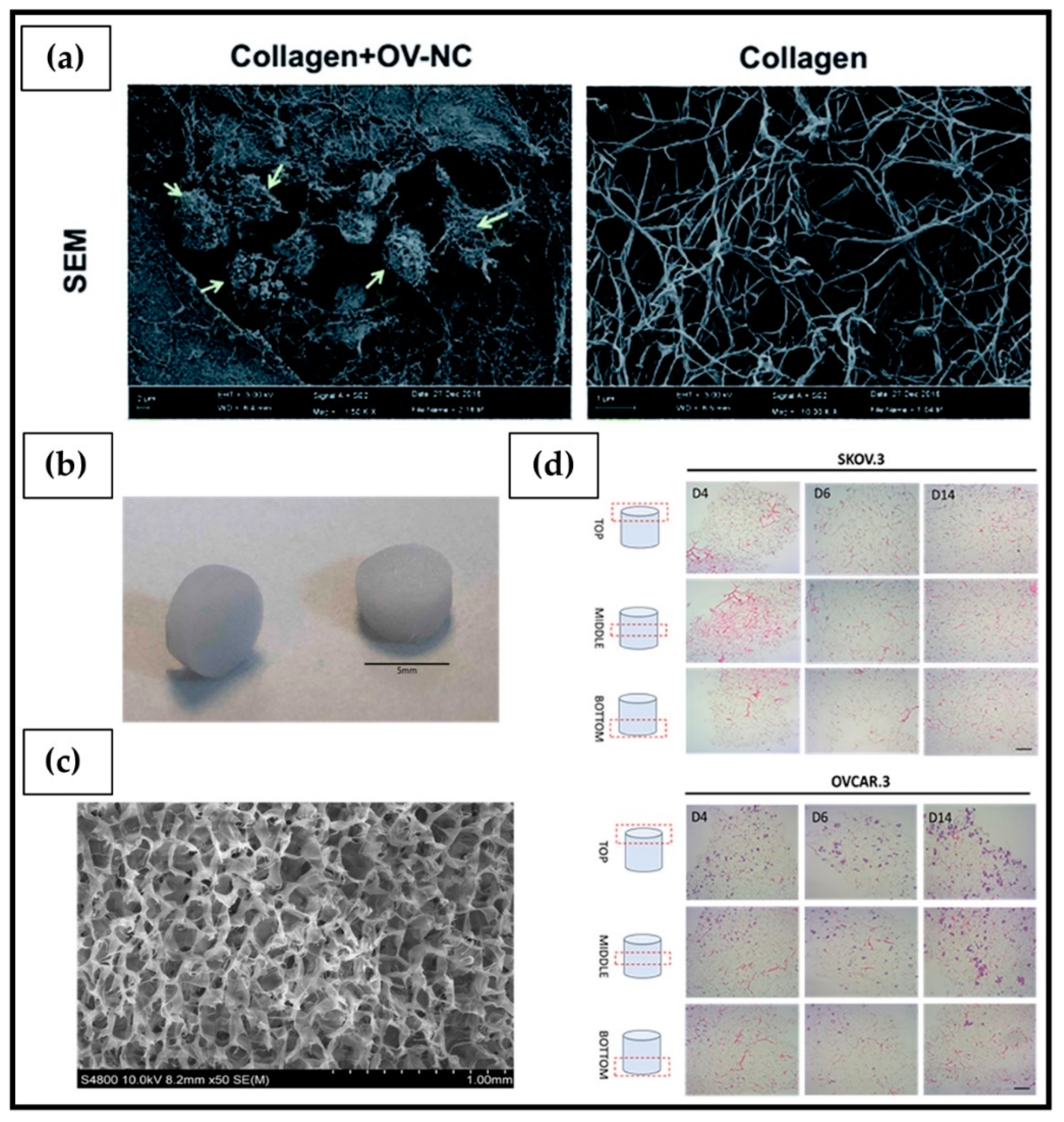 IJMS | Free Full-Text | Polymeric Hydrogels for In Vitro 3D Ovarian Cancer  Modeling