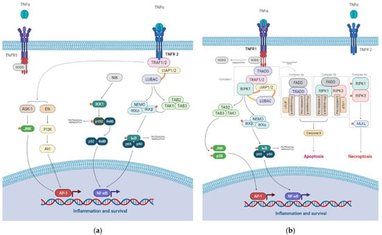 Interleukin-1β and tumor necrosis factor-α augment acidosis