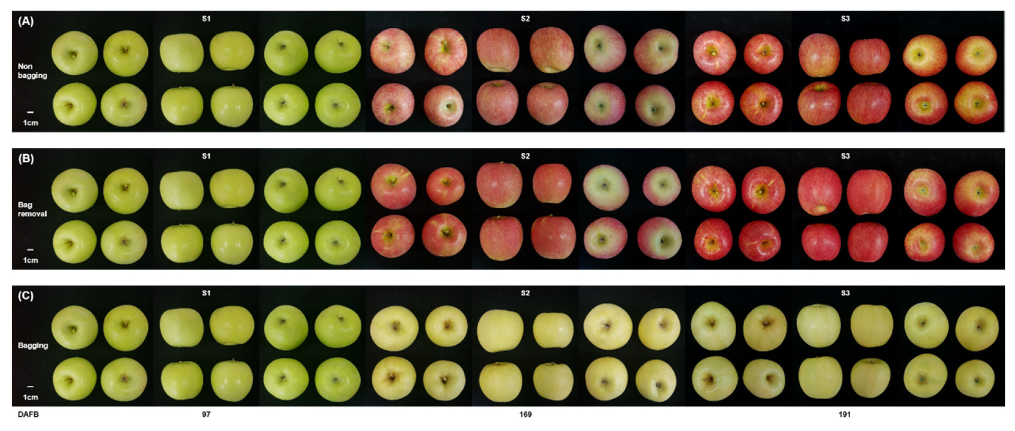 Growing organic apples with fruit bagging: The Experiment