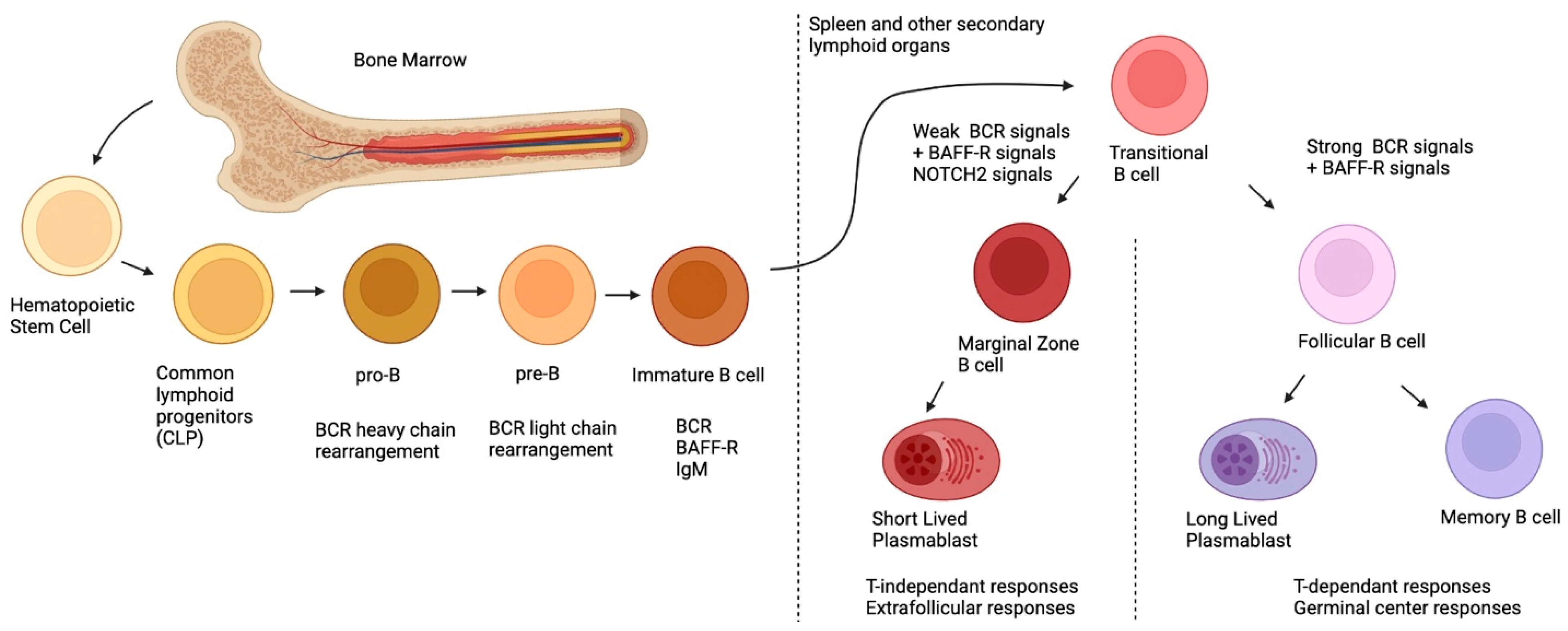 IJMS | Free Full-Text | Marginal Zone B-Cell Populations and Their  Regulatory Potential in the Context of HIV and Other Chronic Inflammatory  Conditions