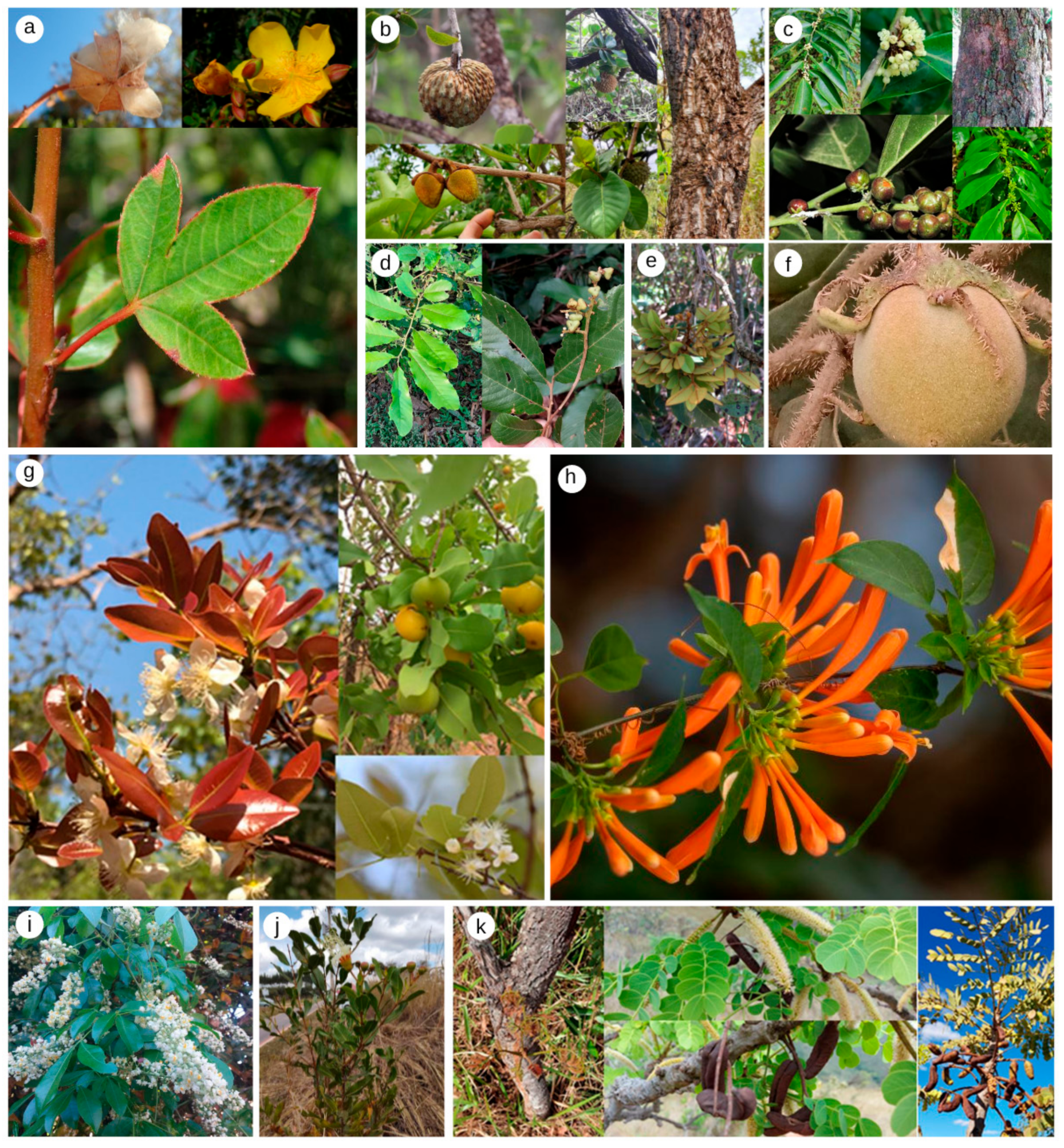 IJMS | Free Full-Text | Toxic Potential of Cerrado Plants on Different  Organisms