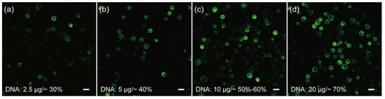 IJMS | Free Full-Text | An Efficient And Universal Protoplast Isolation ...