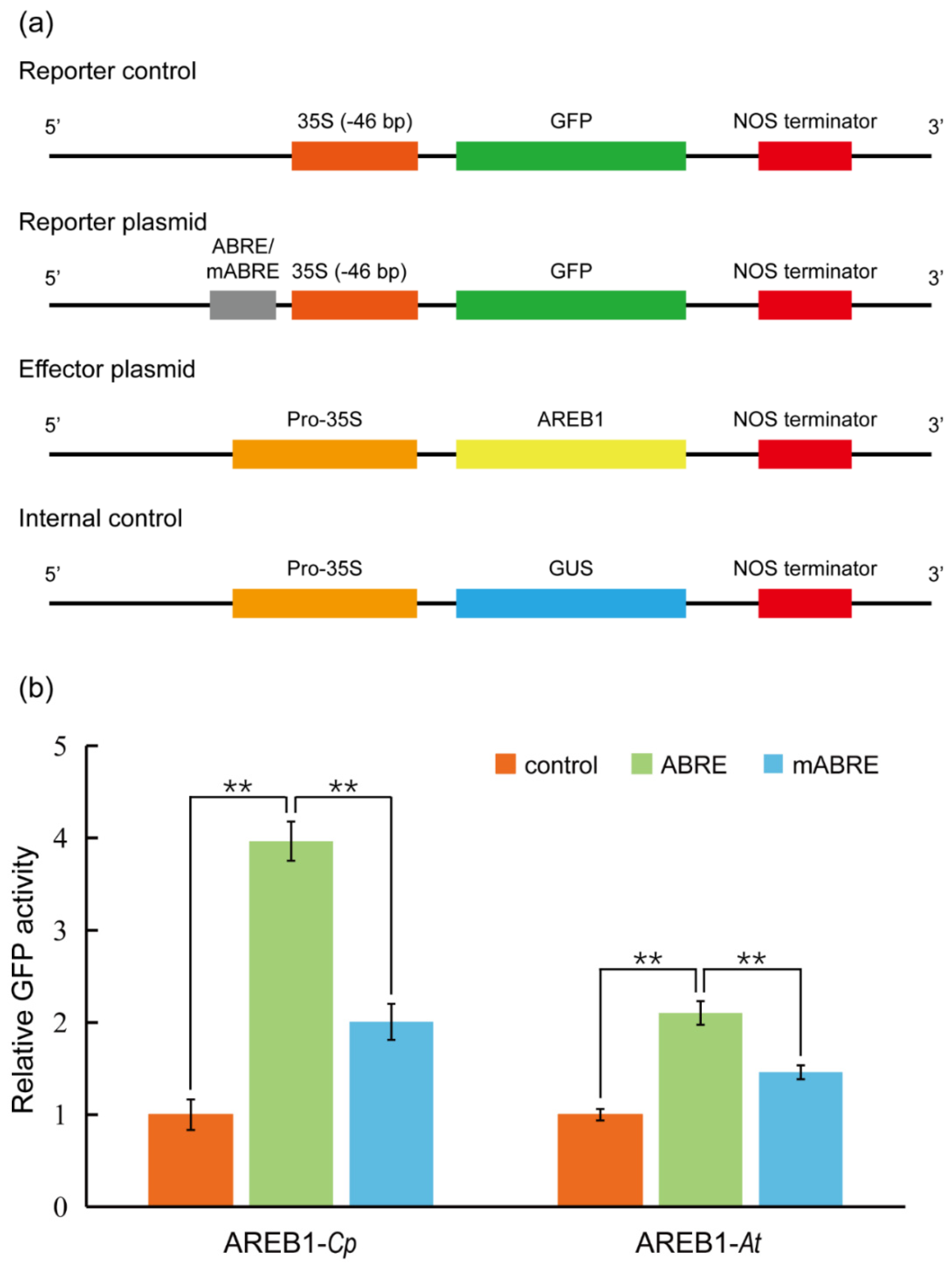 IJMS | Free Full-Text | An Efficient And Universal Protoplast Isolation ...