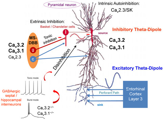 IJMS | Free Full-Text | Cav3 T-Type Voltage-Gated Ca2+ Channels and the  Amyloidogenic Environment: Pathophysiology and Implications on  Pharmacotherapy and Pharmacovigilance