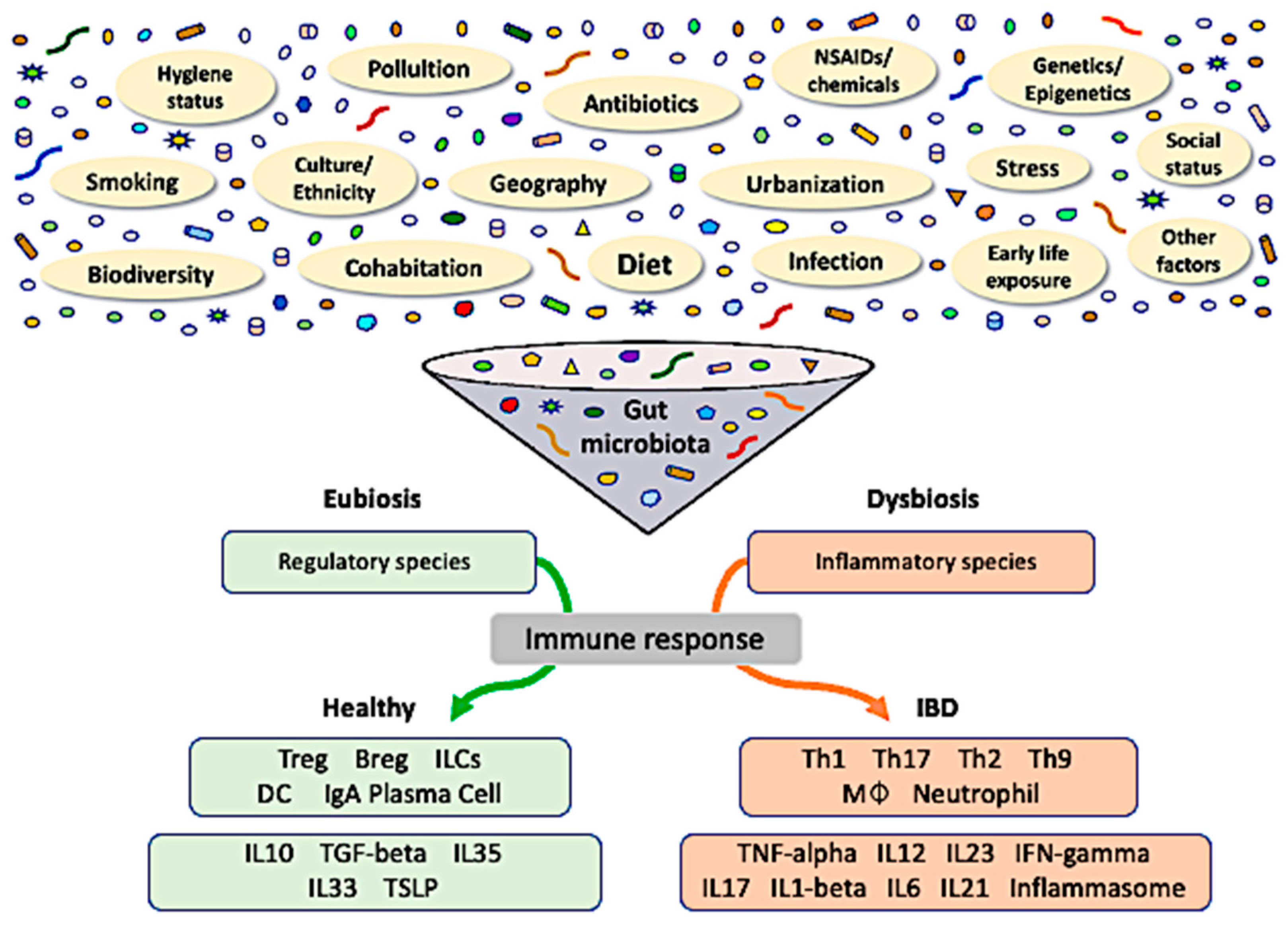 IJMS | Free Full-Text | Dysbiosis in Inflammatory Bowel Disease: Pathogenic  Role and Potential Therapeutic Targets