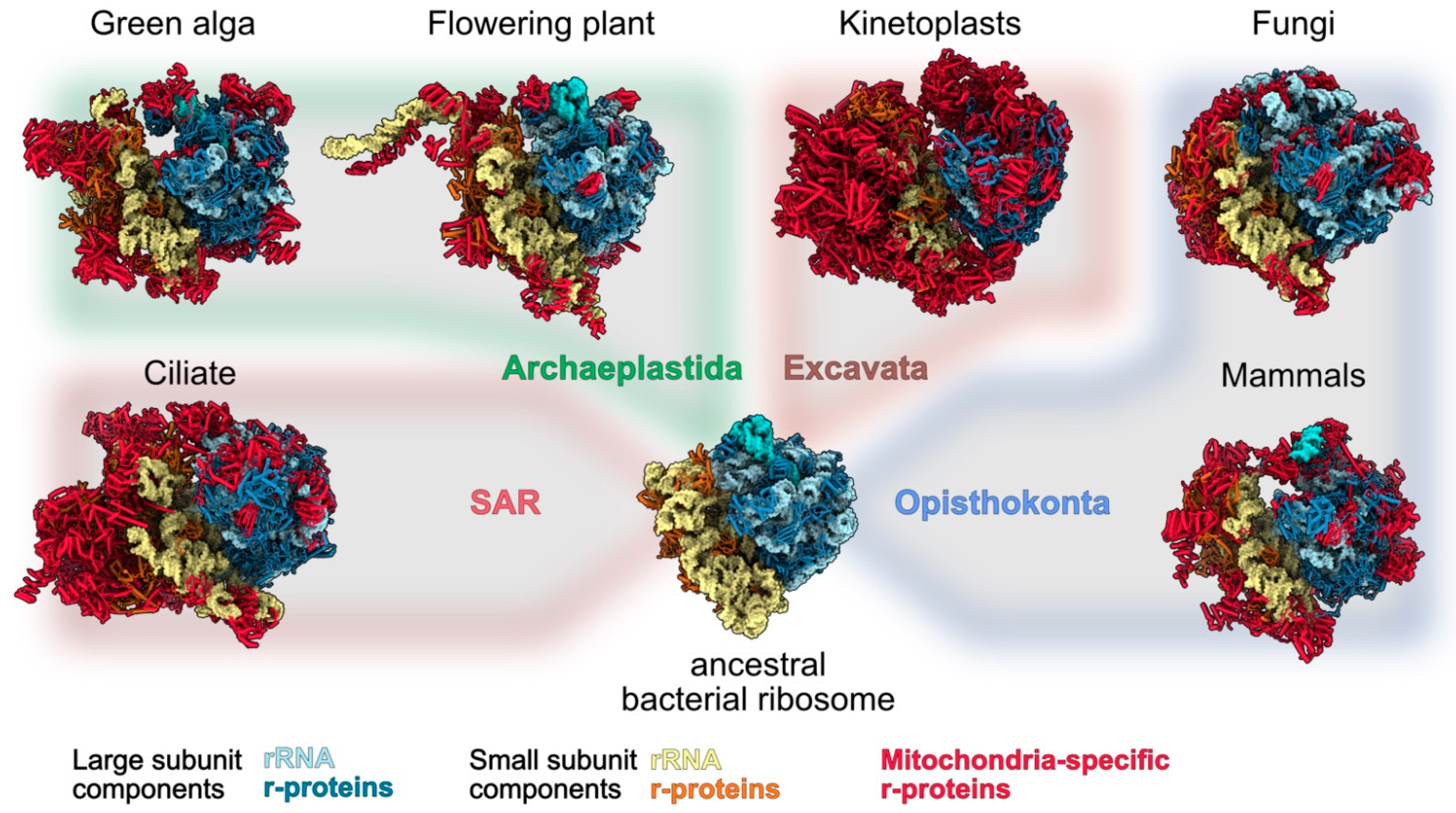 IJMS | Free Full-Text | Types and Functions of Mitoribosome-Specific  Ribosomal Proteins across Eukaryotes