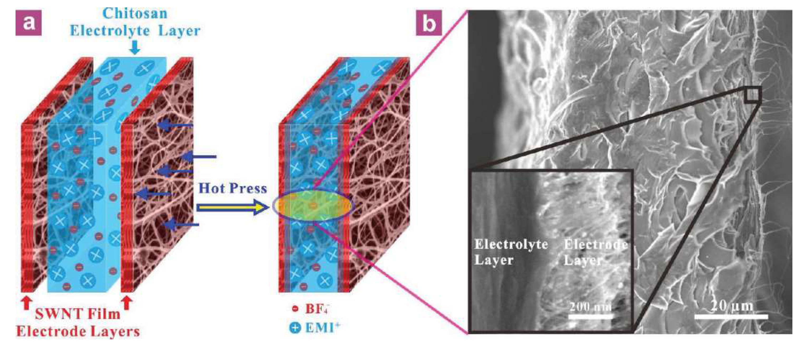 Ijms 23 03522 g005 Ijms 23 03522 g005