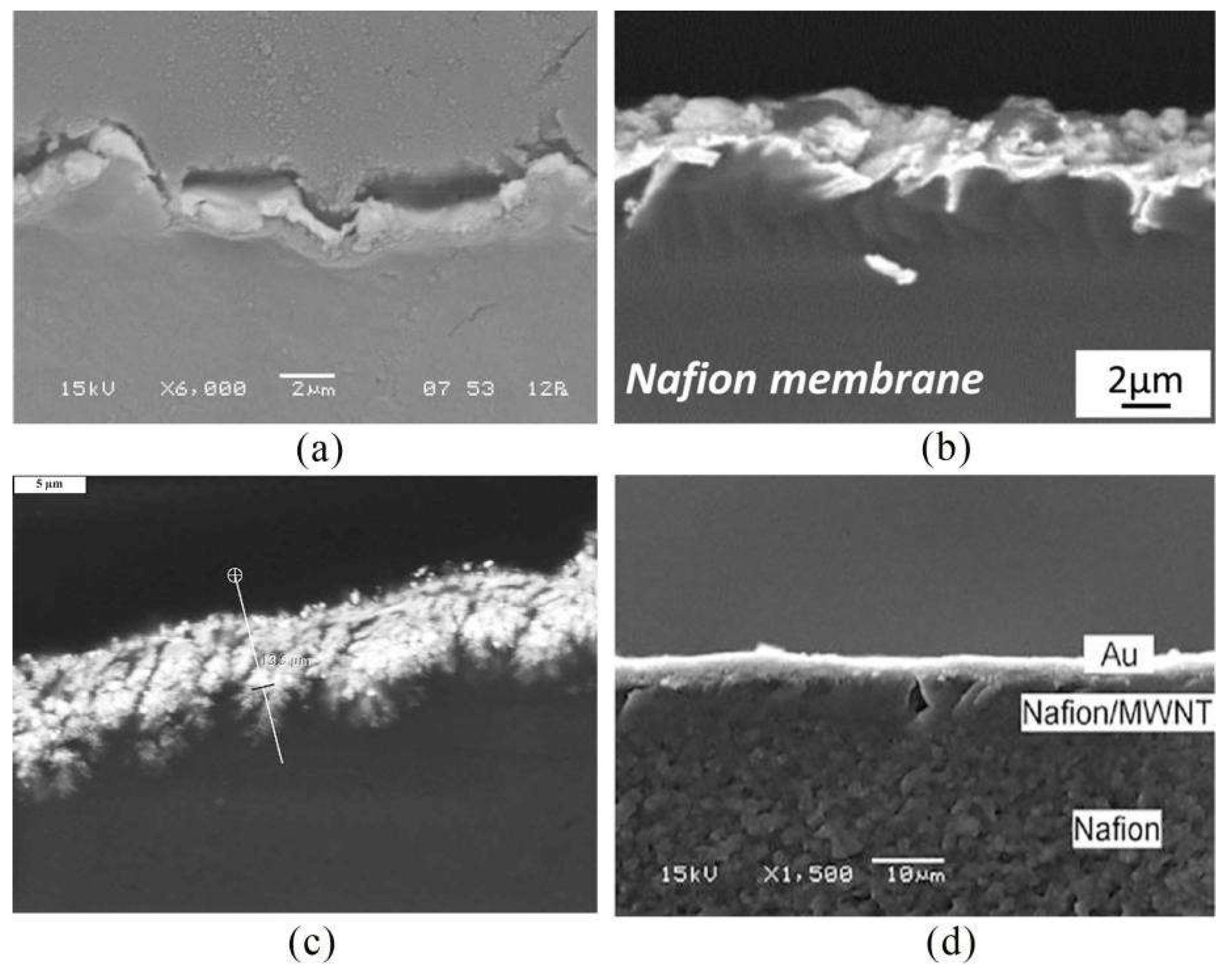 Ijms 23 03522 g006 Ijms 23 03522 g006