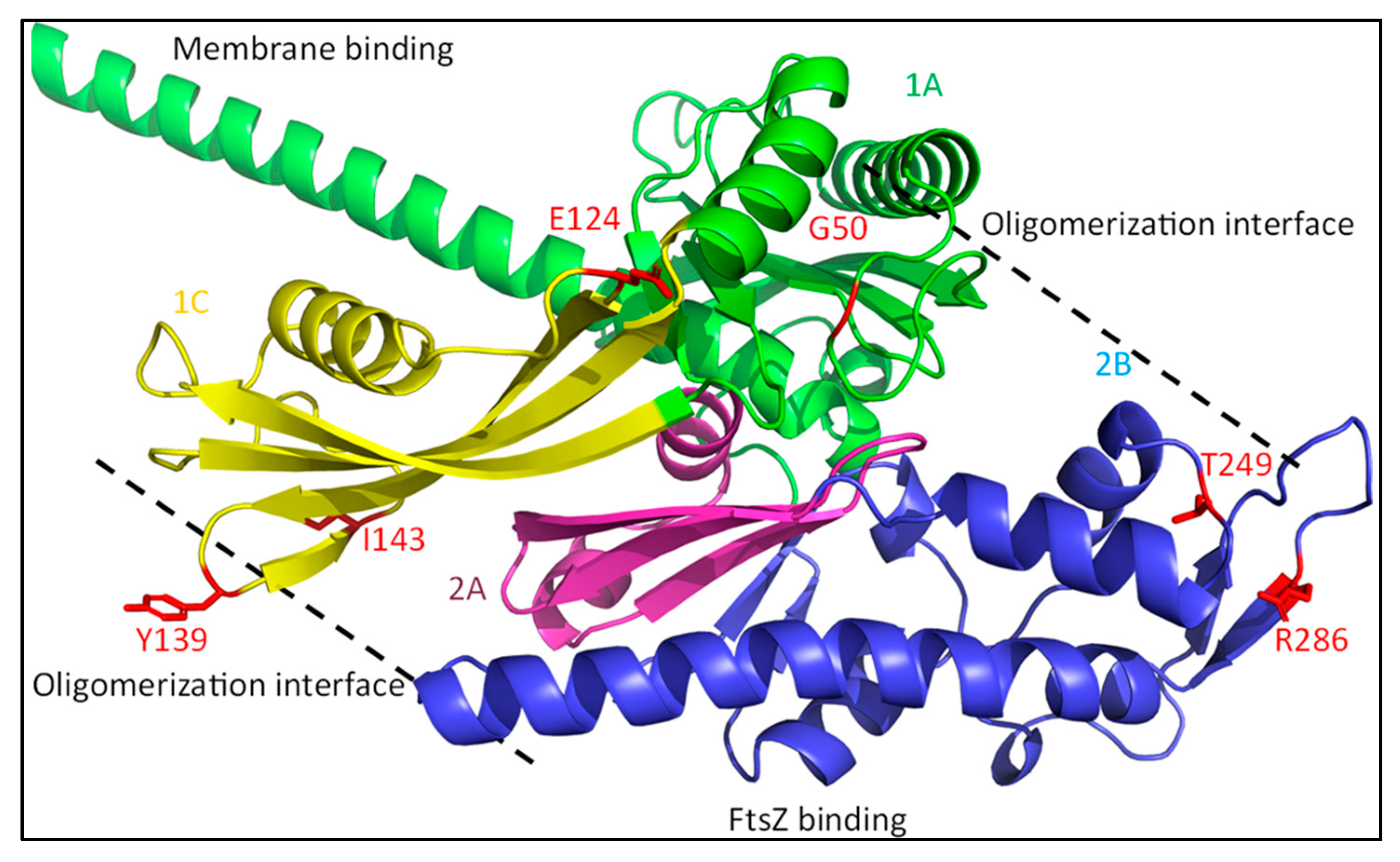 Ijms 23 03537 g007 Ijms 23 03537 g007