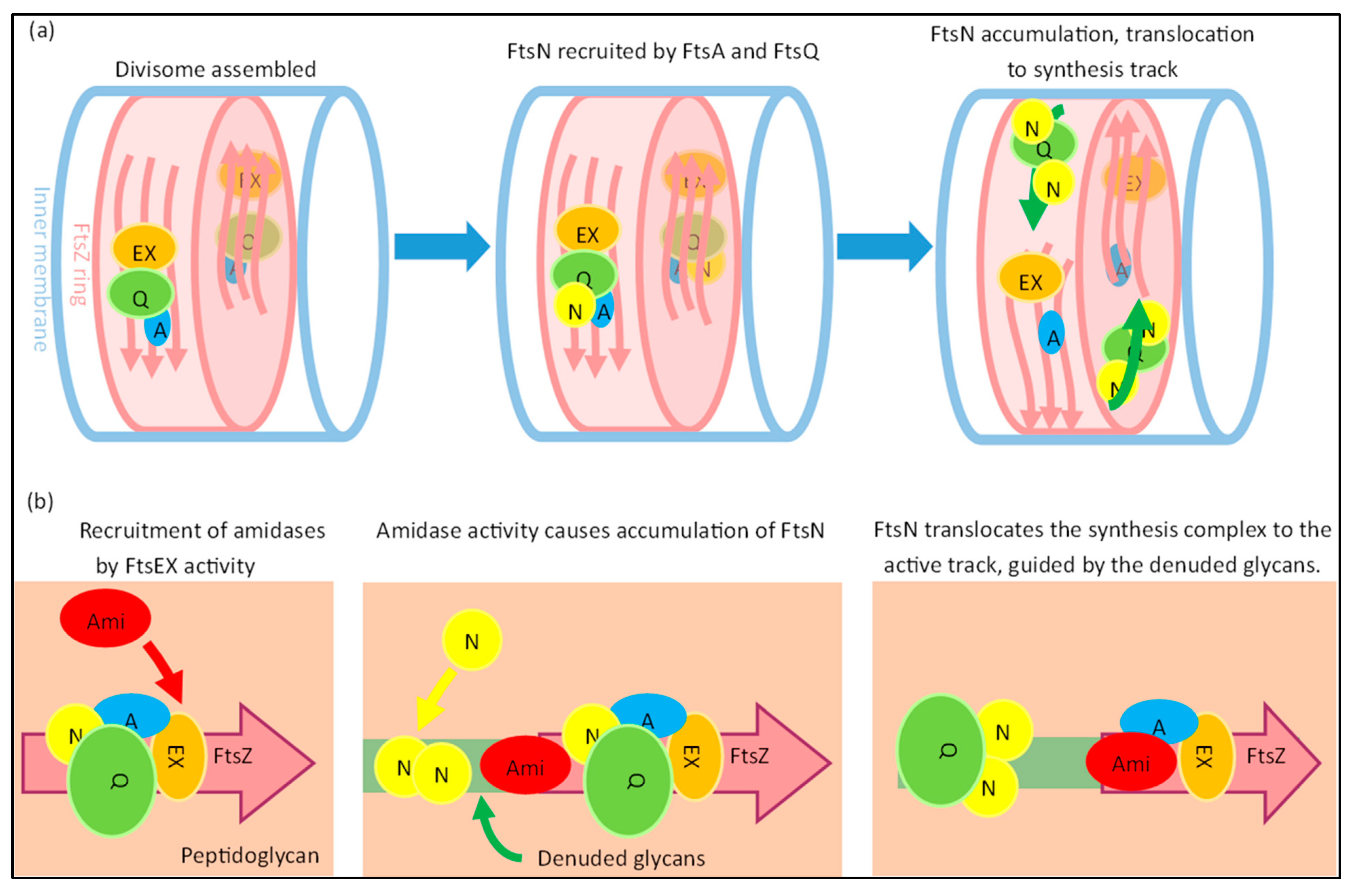 Ijms 23 03537 g009 Ijms 23 03537 g009