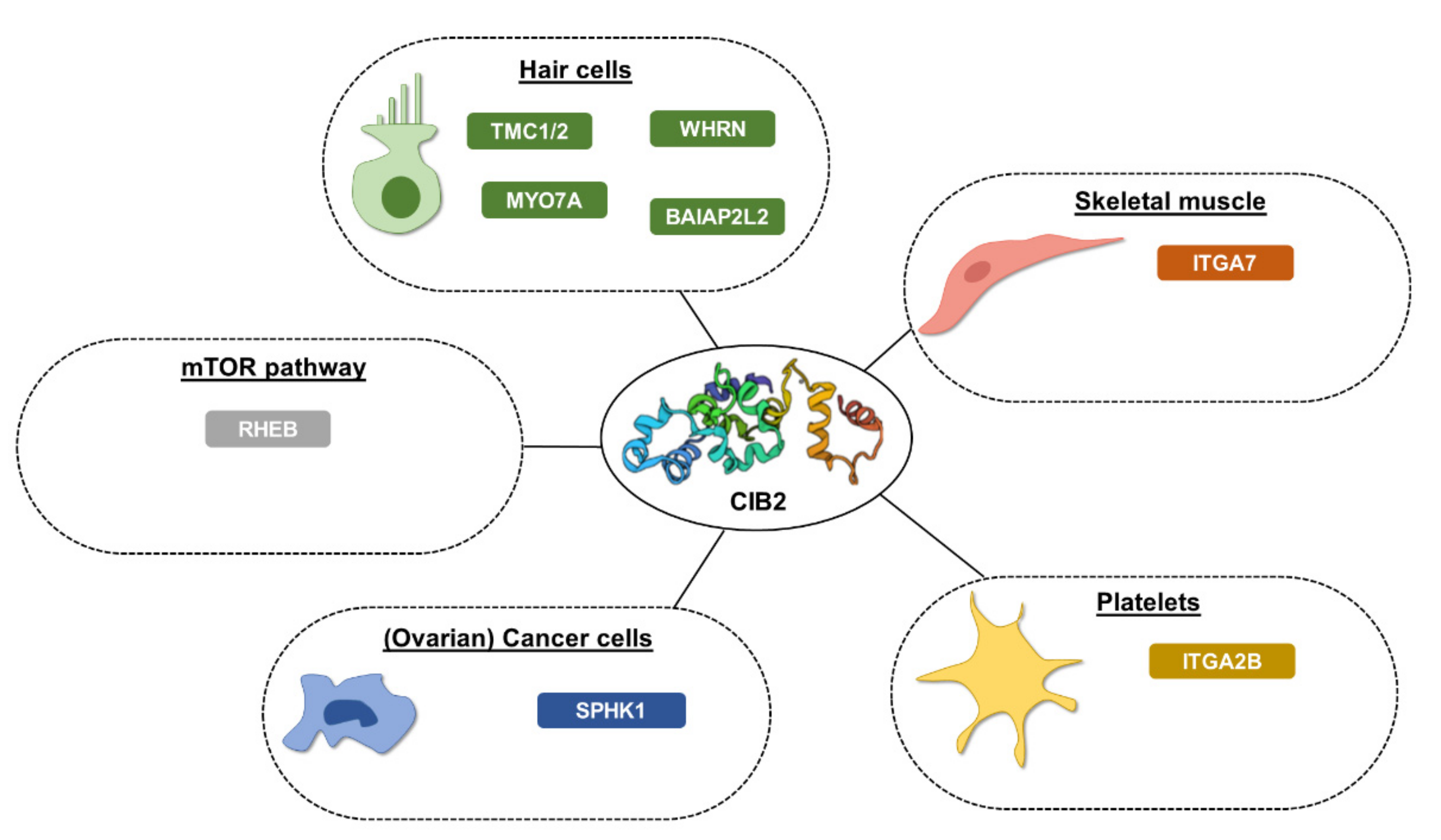 Ijms 23 03552 g003 Ijms 23 03552 g003